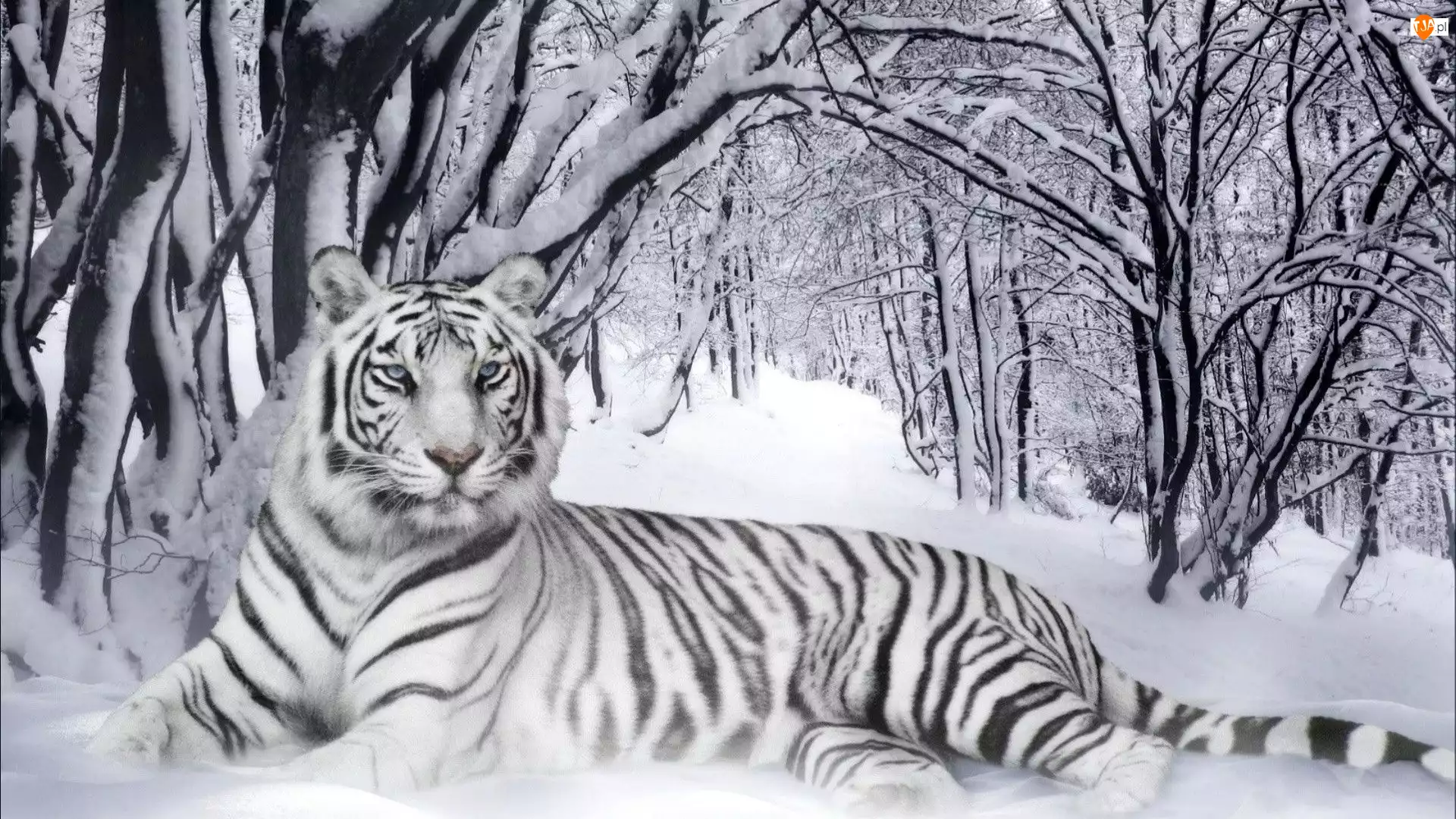 Śnieg, Tygrys, Las