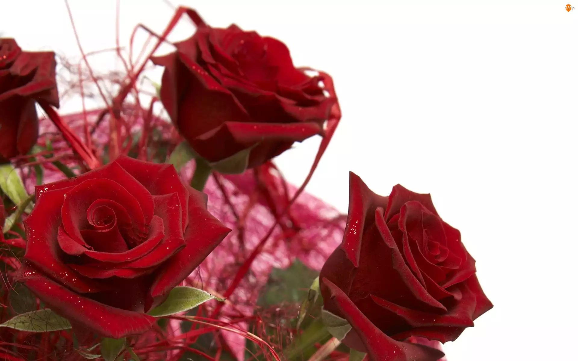 Róż, Wiązanka, Czerwonych