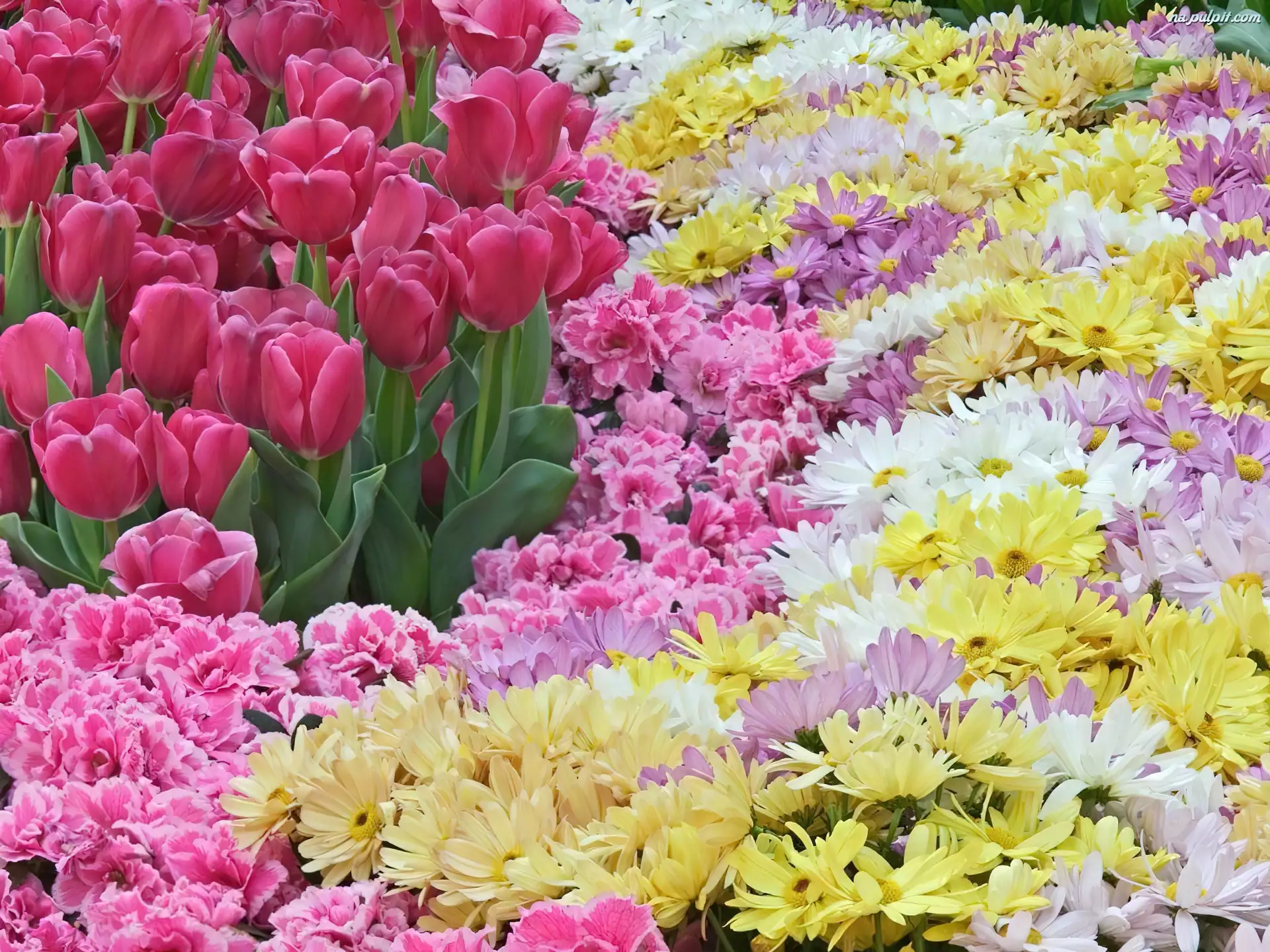 Kwiatki, Ogród, Kolorowe