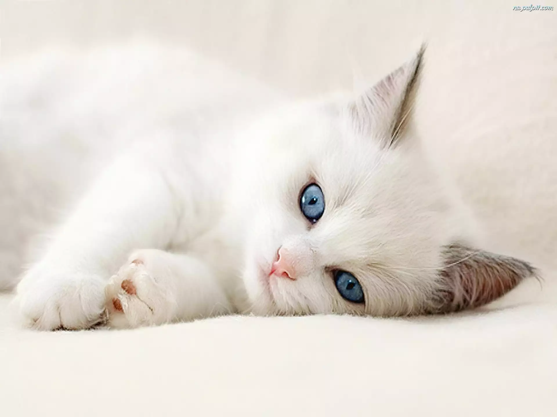 Oczy, Biały, Kot, Niebieskie