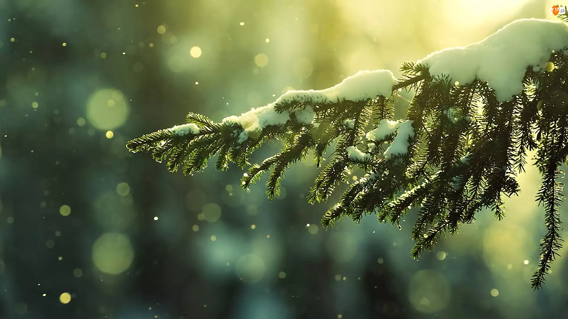Śnieg, Gałązka, Drzewo