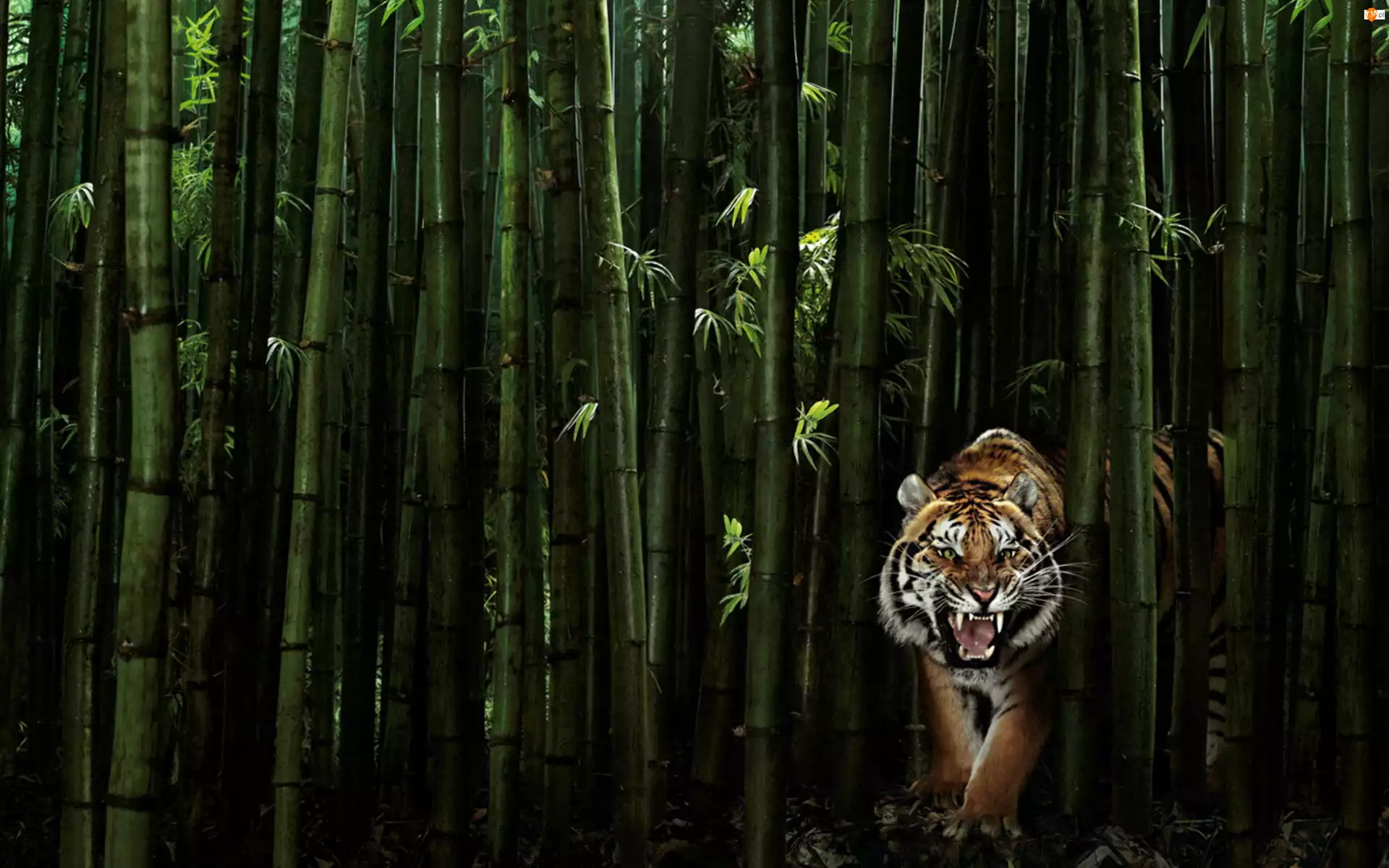 Tygrys, Bambus