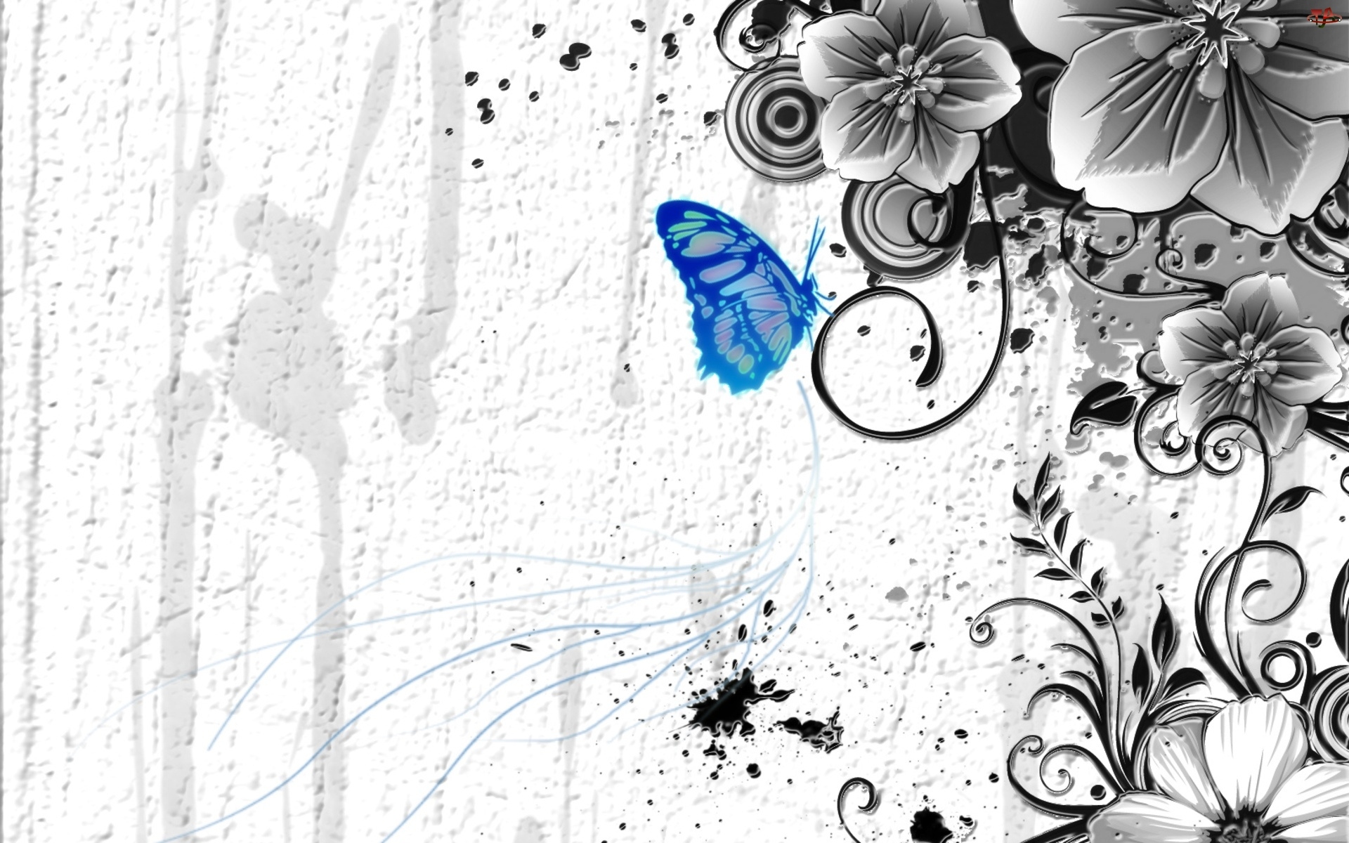 Tekstura, Motyl, Kwiaty