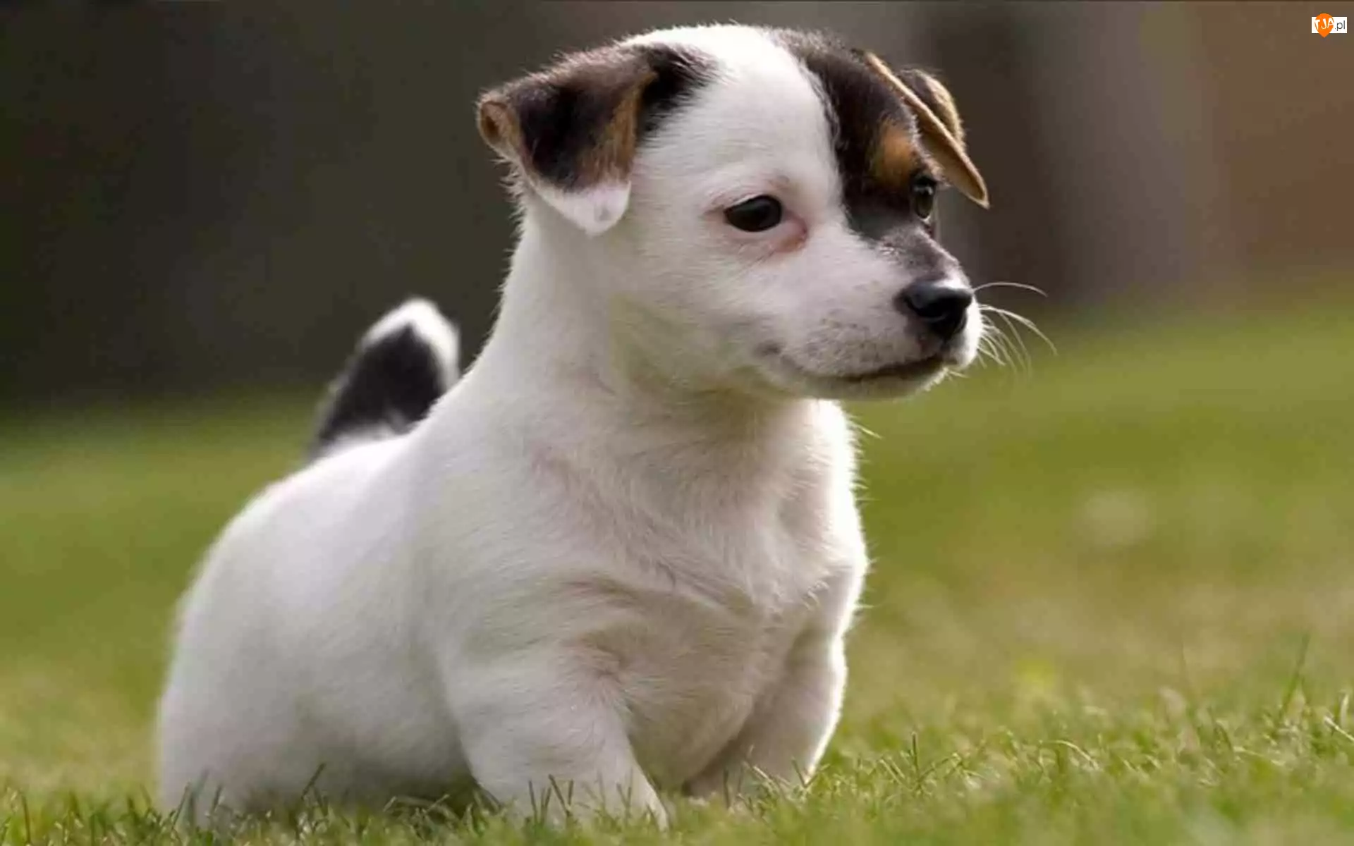 Jack Russell Terrier, Szczeniak