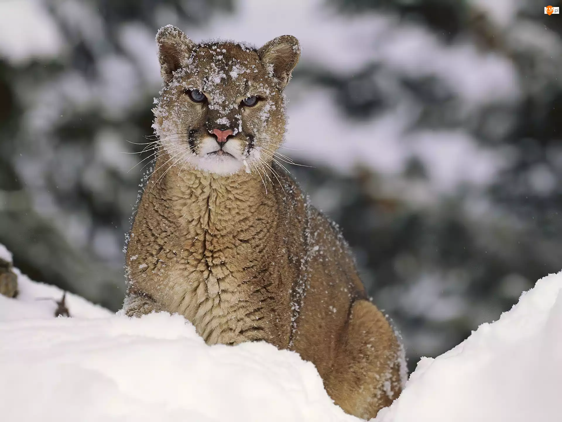 Śnieg, Puma