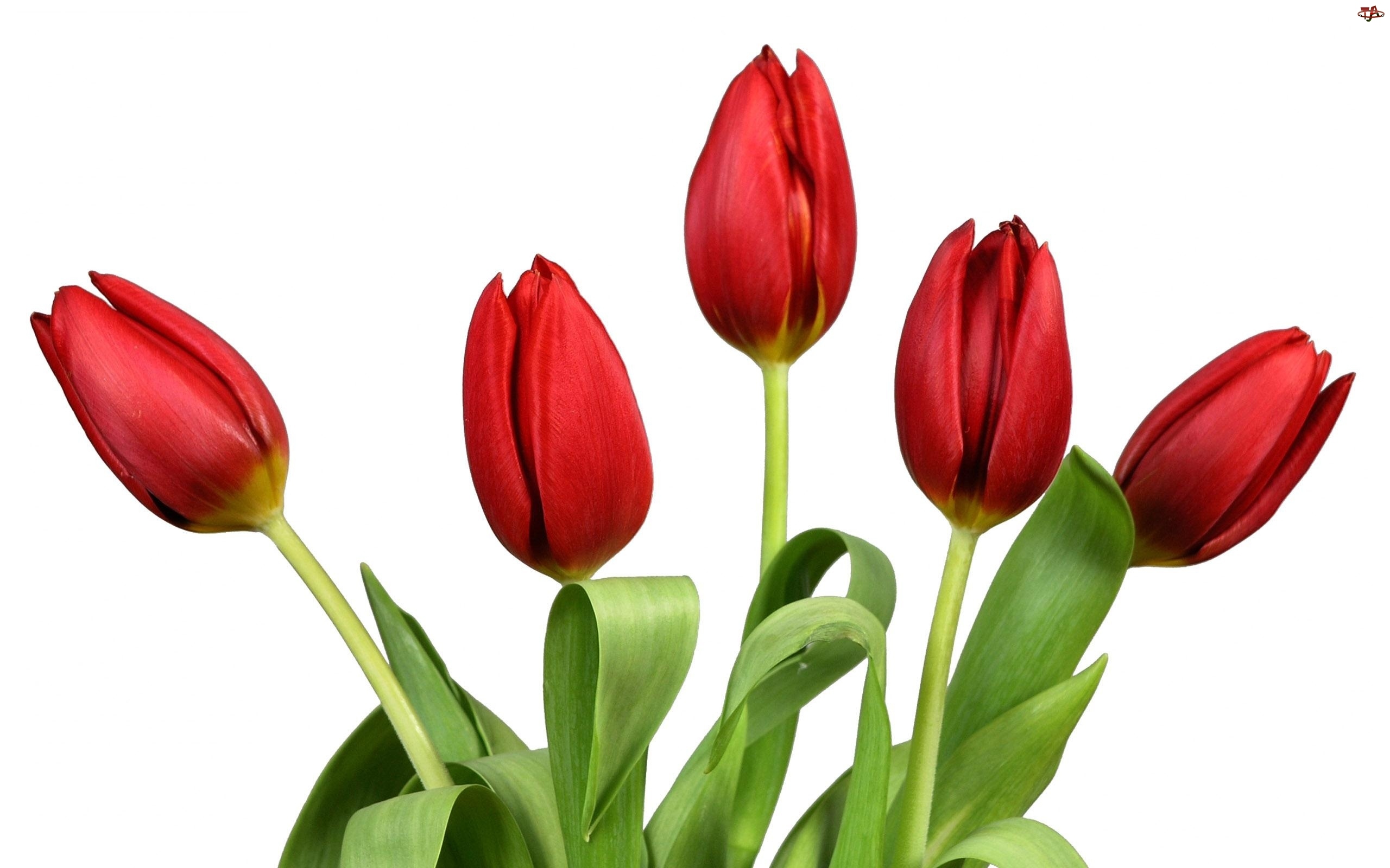 Tulipanów, Pięć, Czerwonych
