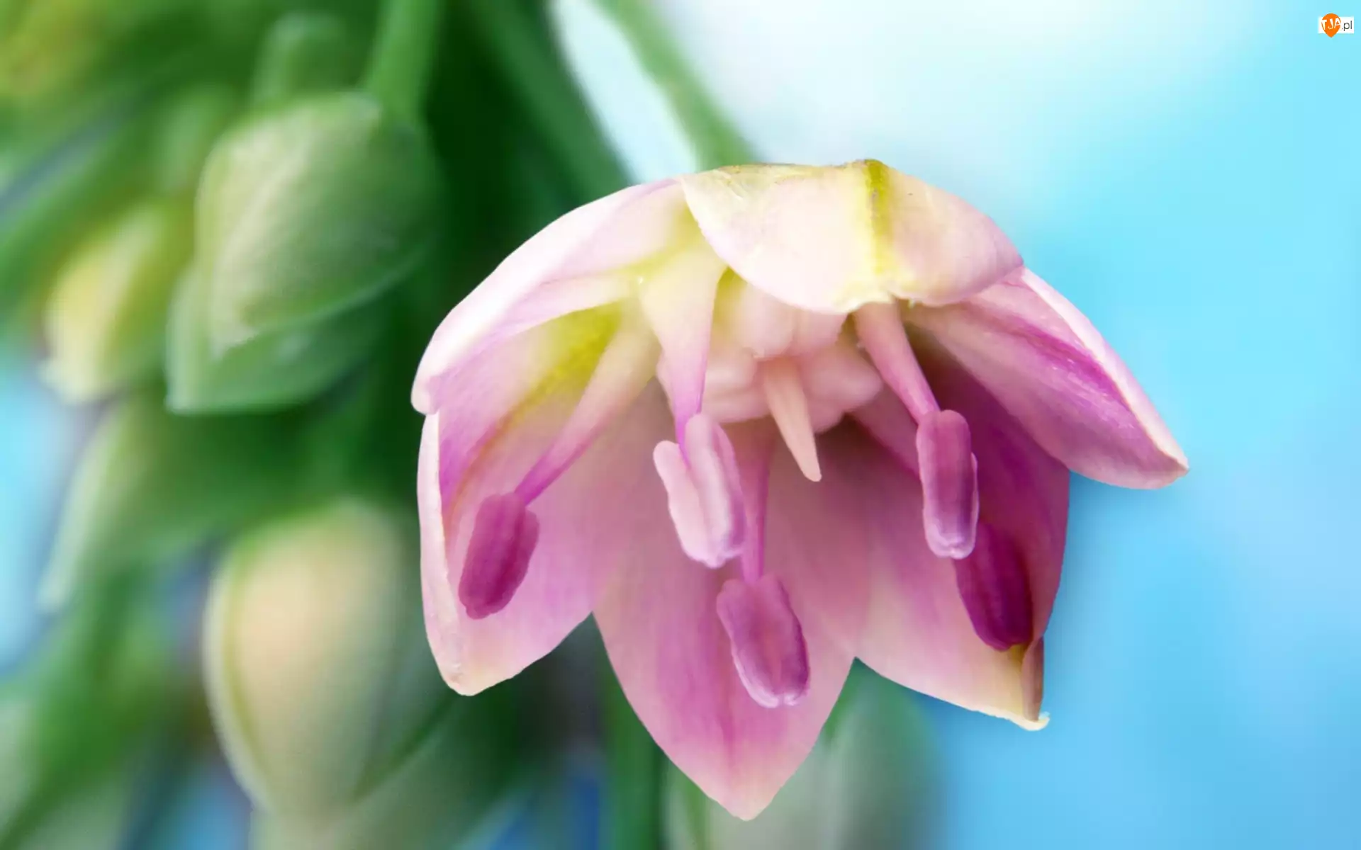 Liliowy, Tulipan