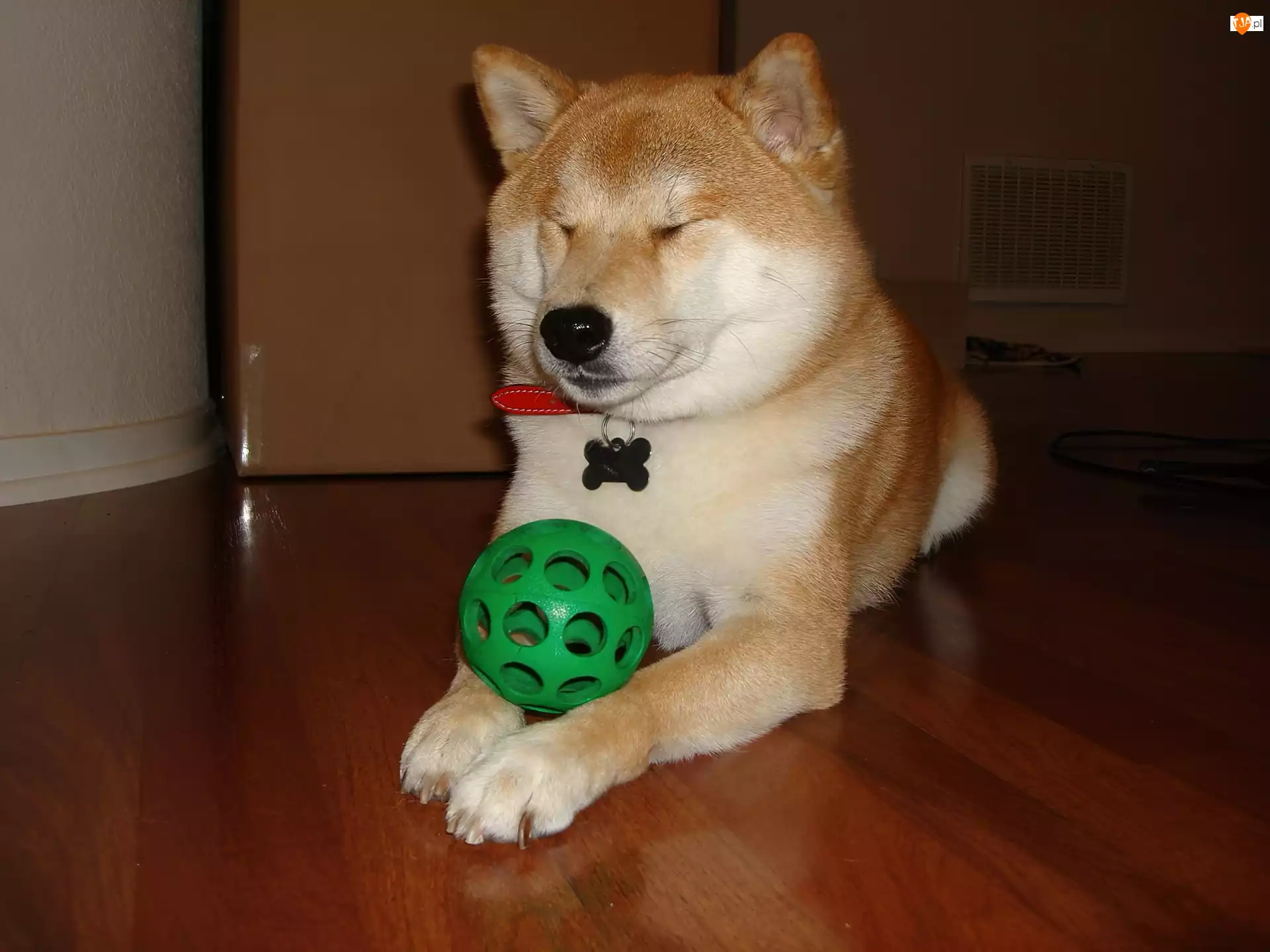 piłka, Shiba inu, zielona