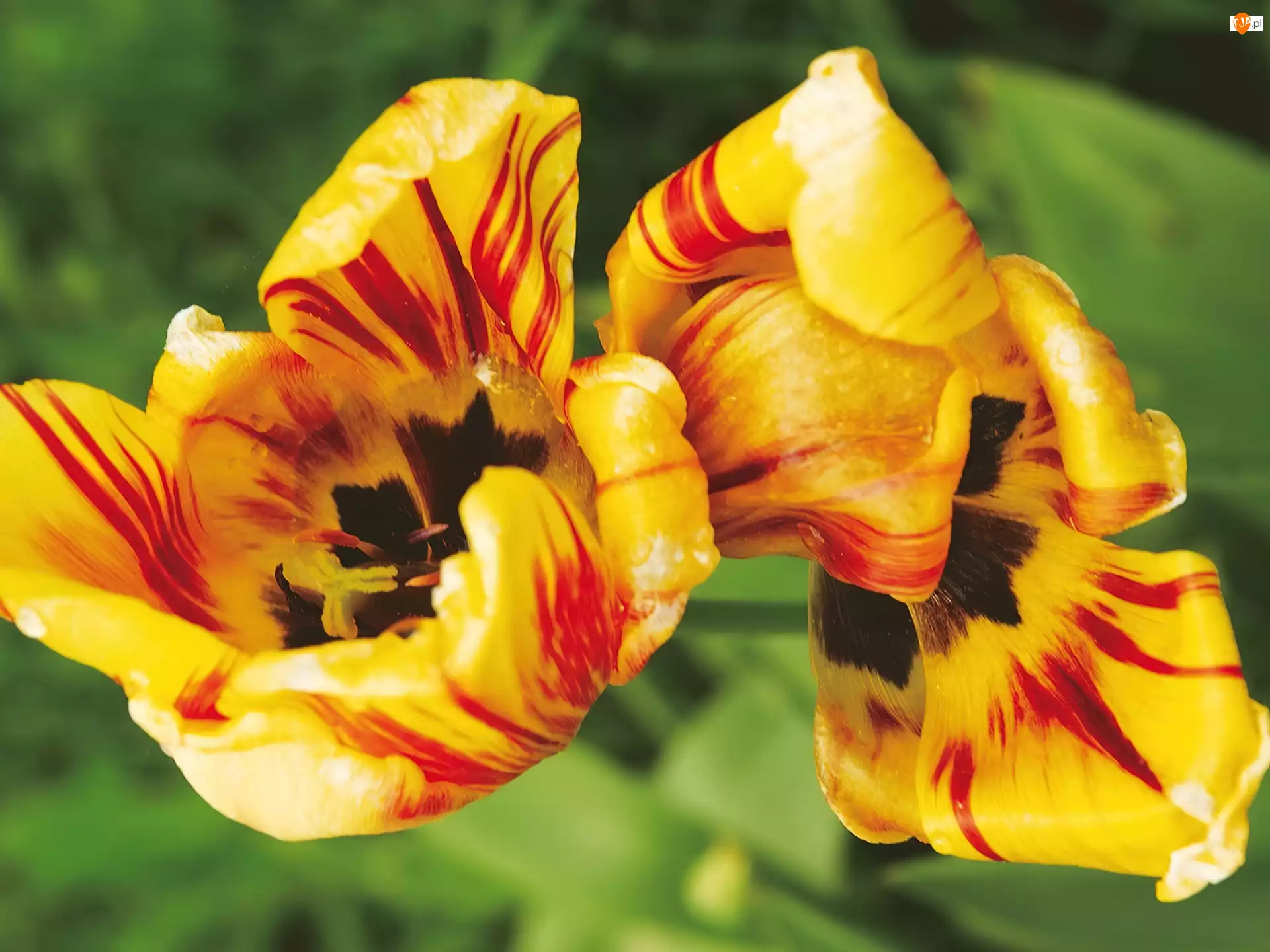 Tulipany, Żółto, Czerwone