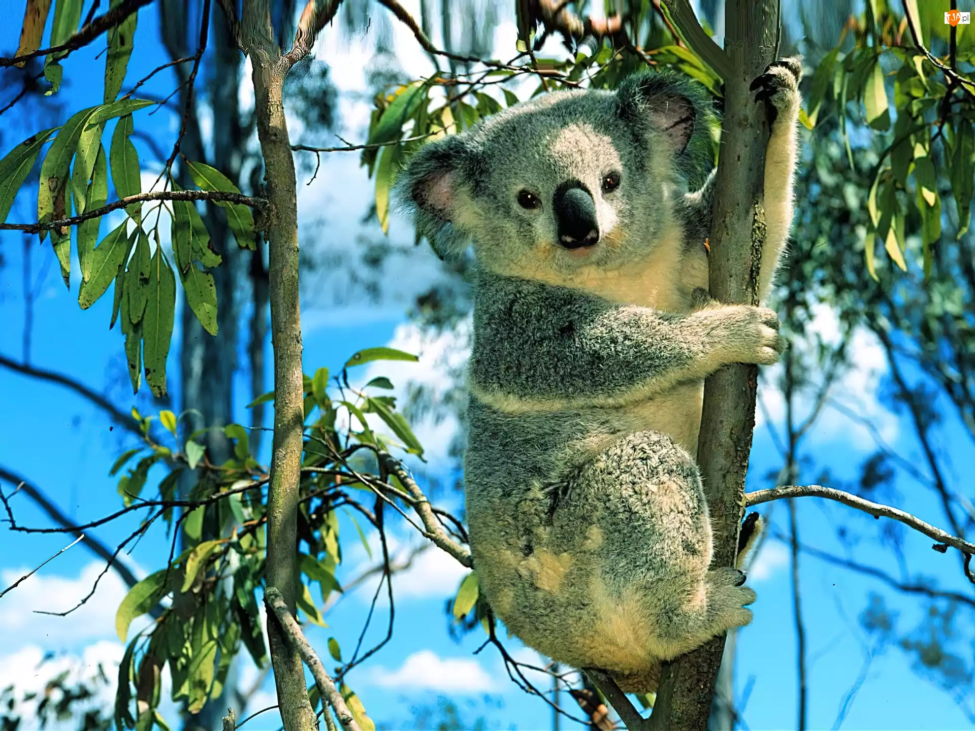 Gałęzie, Miś, Koala
