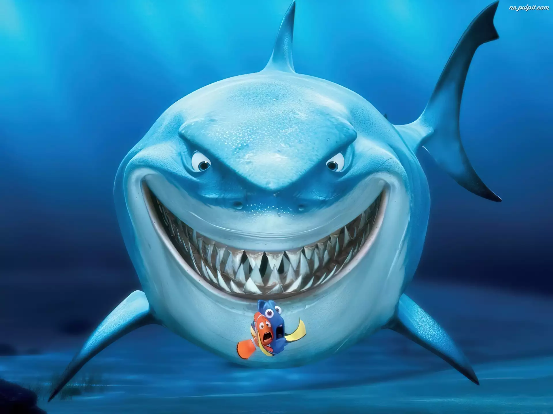 Finding Nemo, Rekin, Gdzie jest Nemo