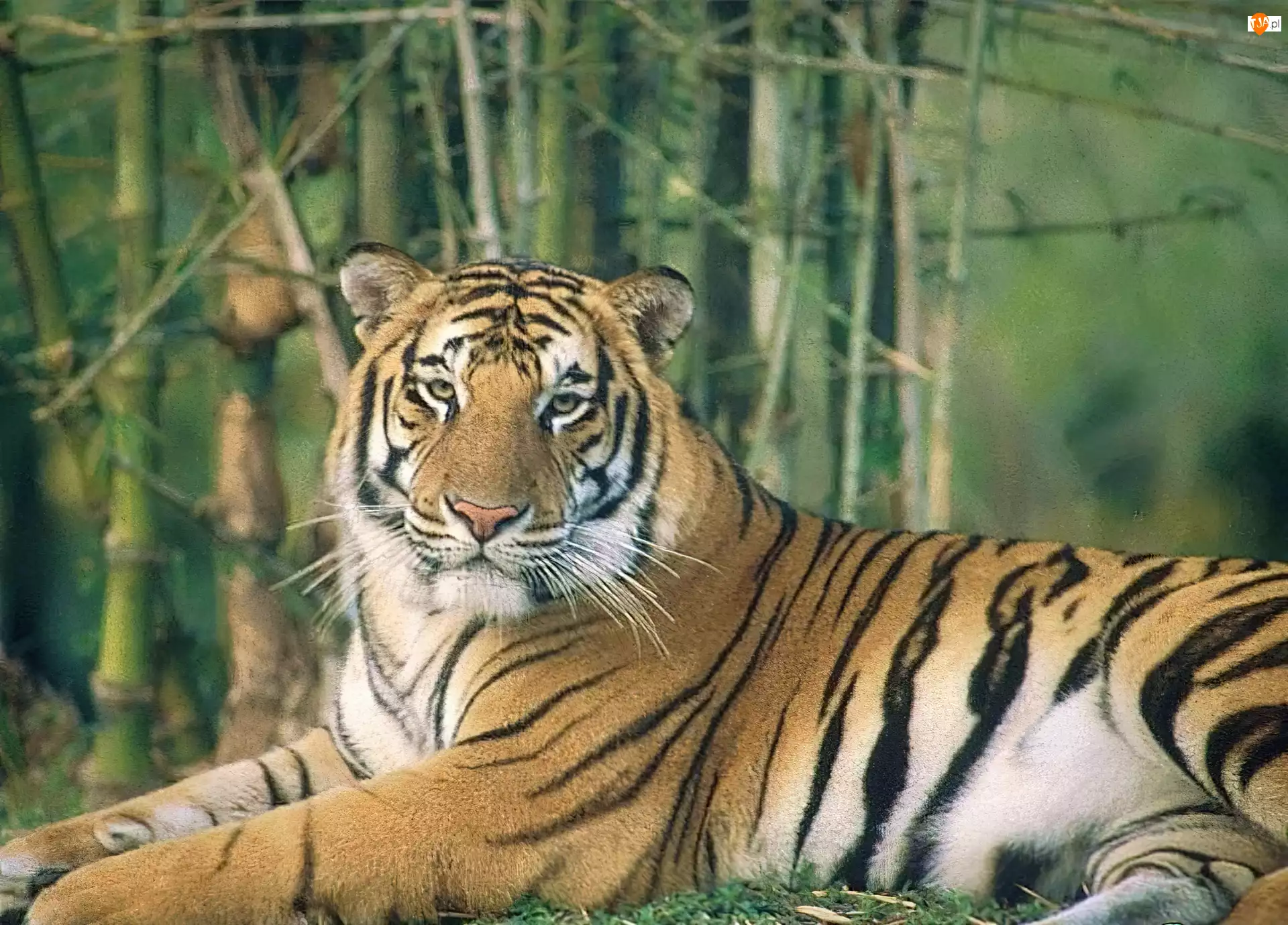 Tygrys, Wielki