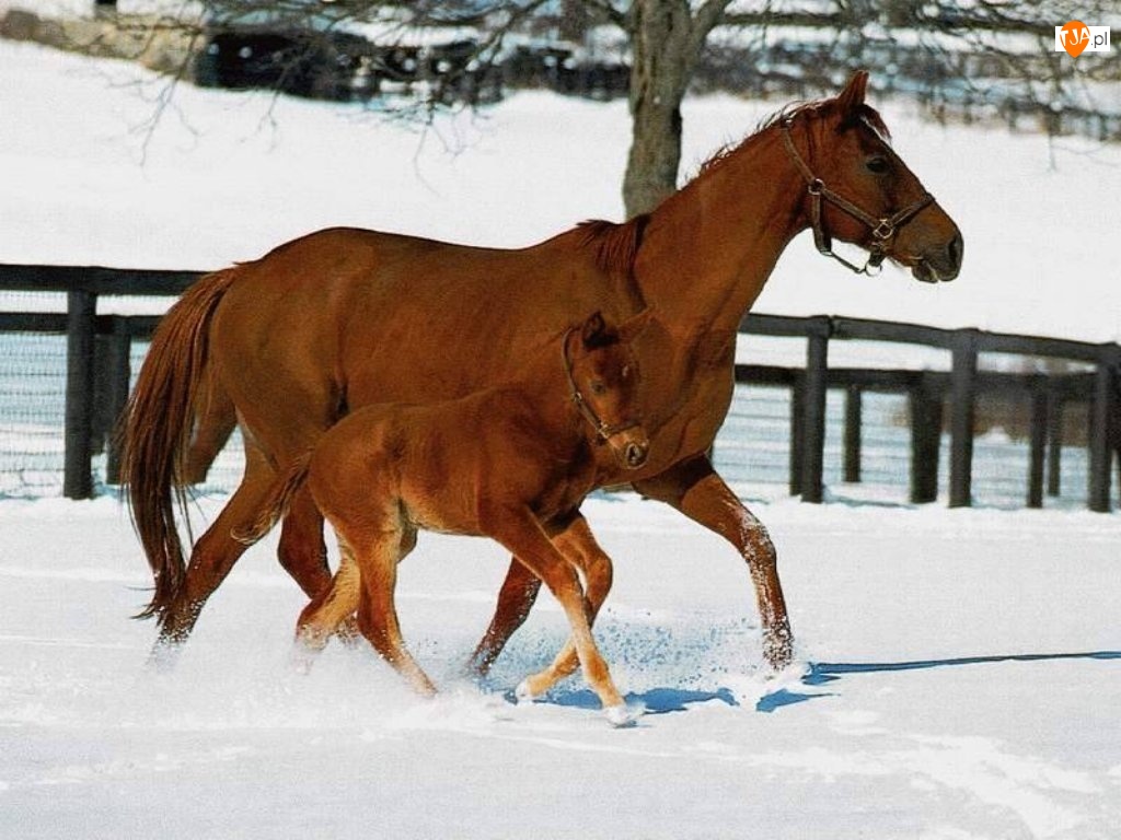 Koń, padok, źrebię, śnieg
