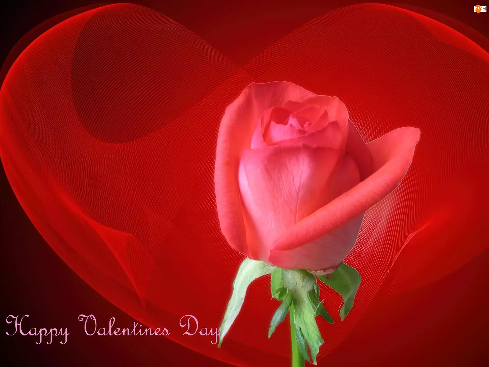 Serce, Happy, Day, Valentines, Róża
