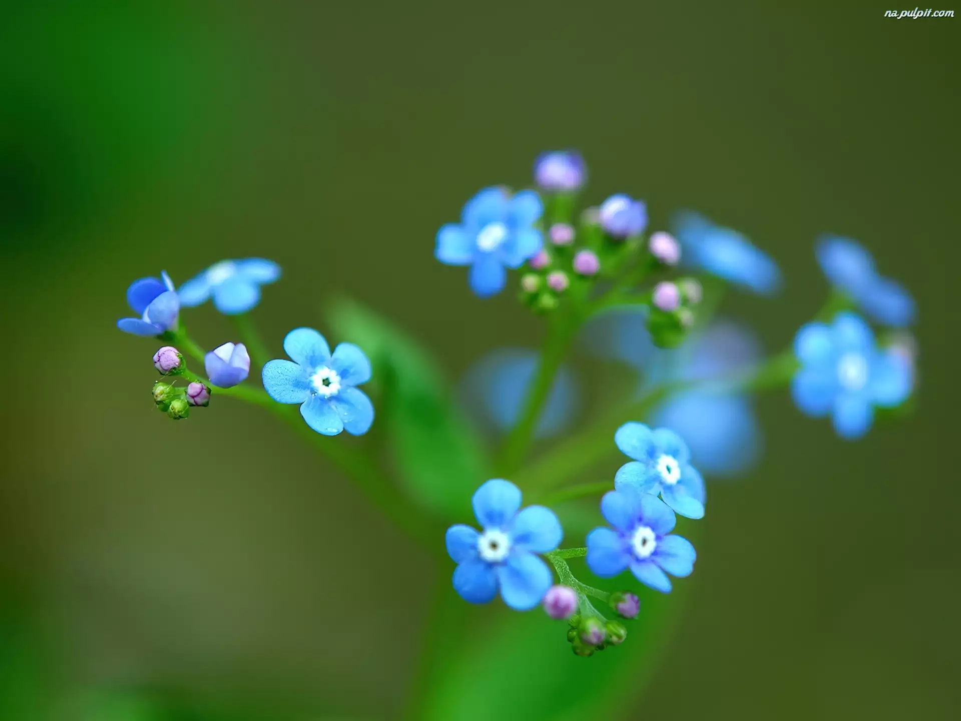 Niebieskie, Niezapominajki, Kwiatuszki, Zbliżenie
