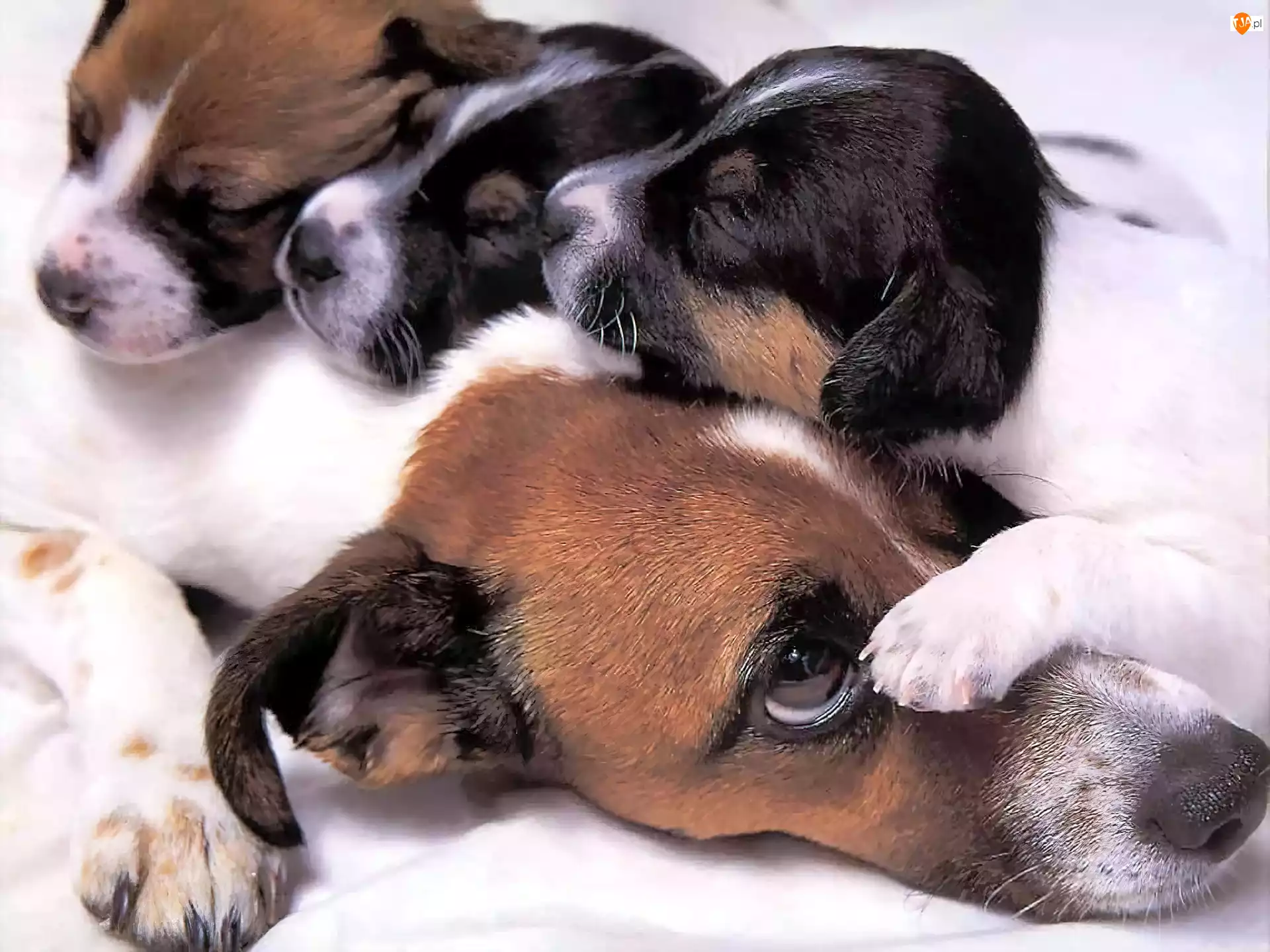 Psia, Beagle, Mama, Szczeniaki