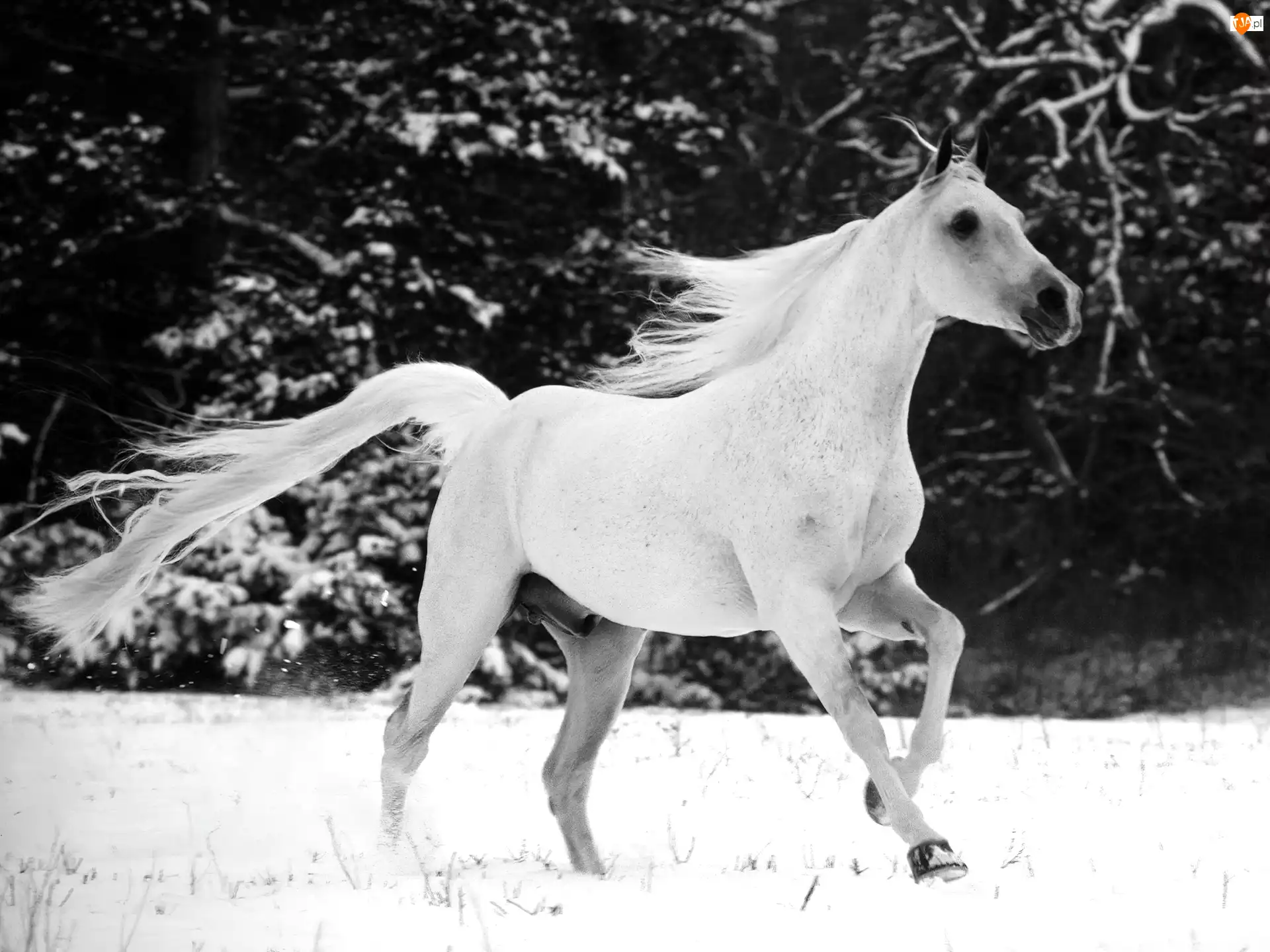 Śnieg, Biały, Koń