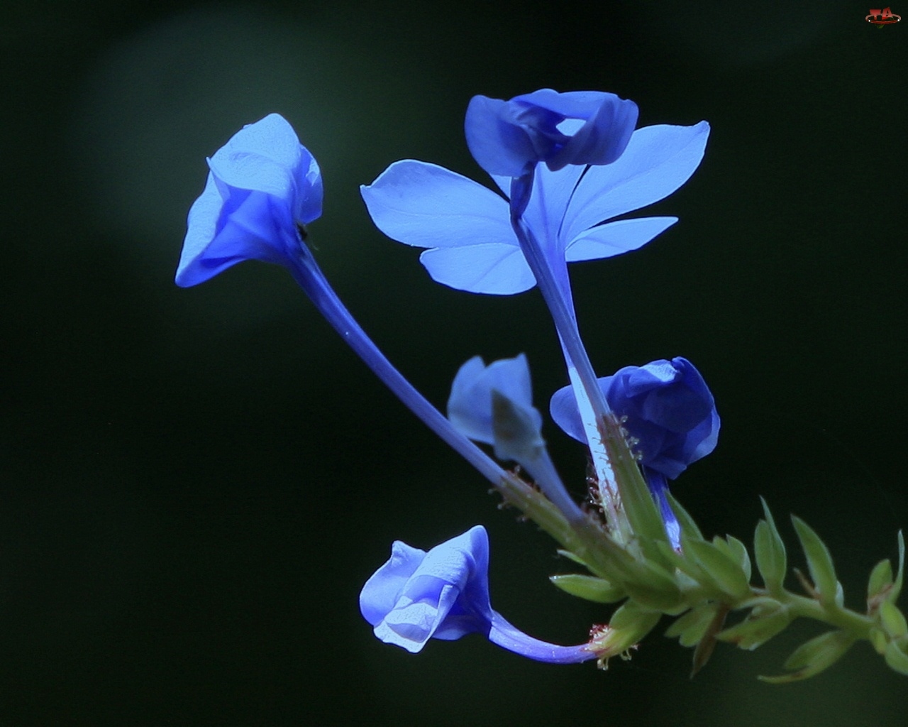 Liście, Niebieski, Kwiat