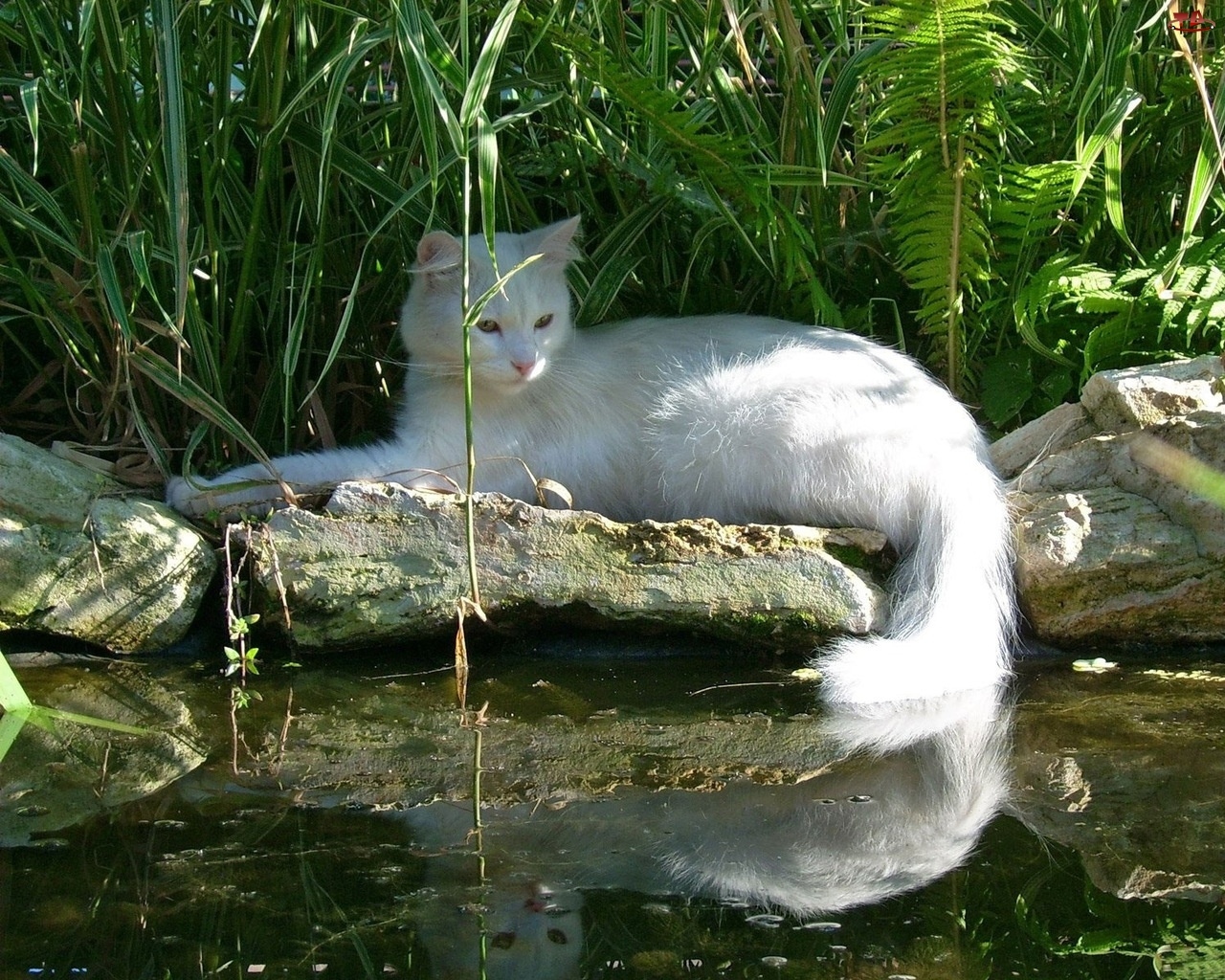 Woda, Biały, Kot