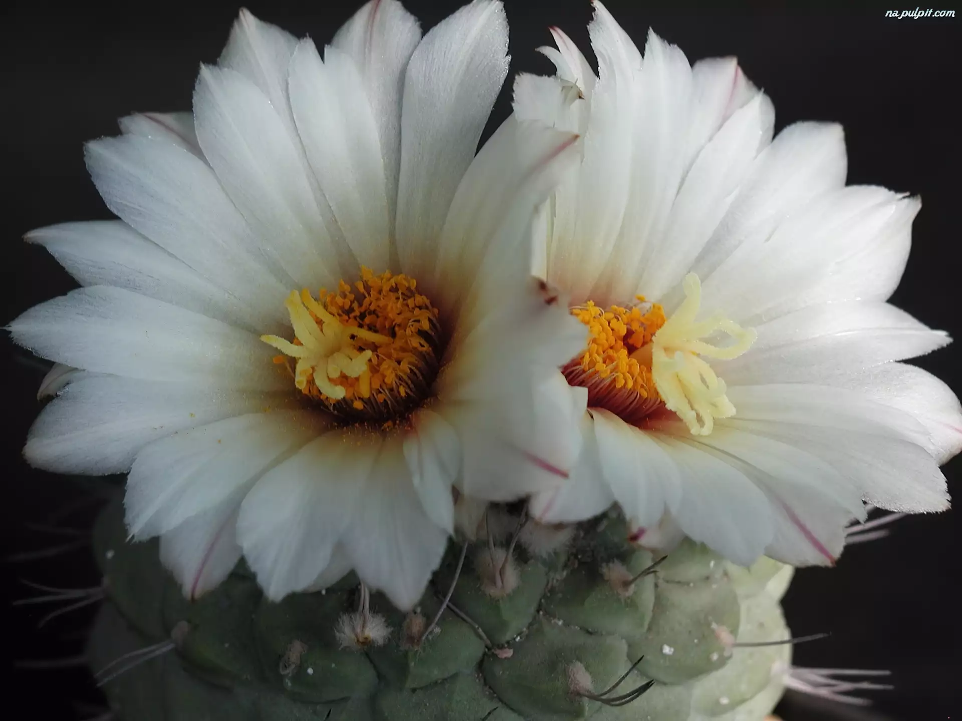 Kwiaty, Kaktus, Białe