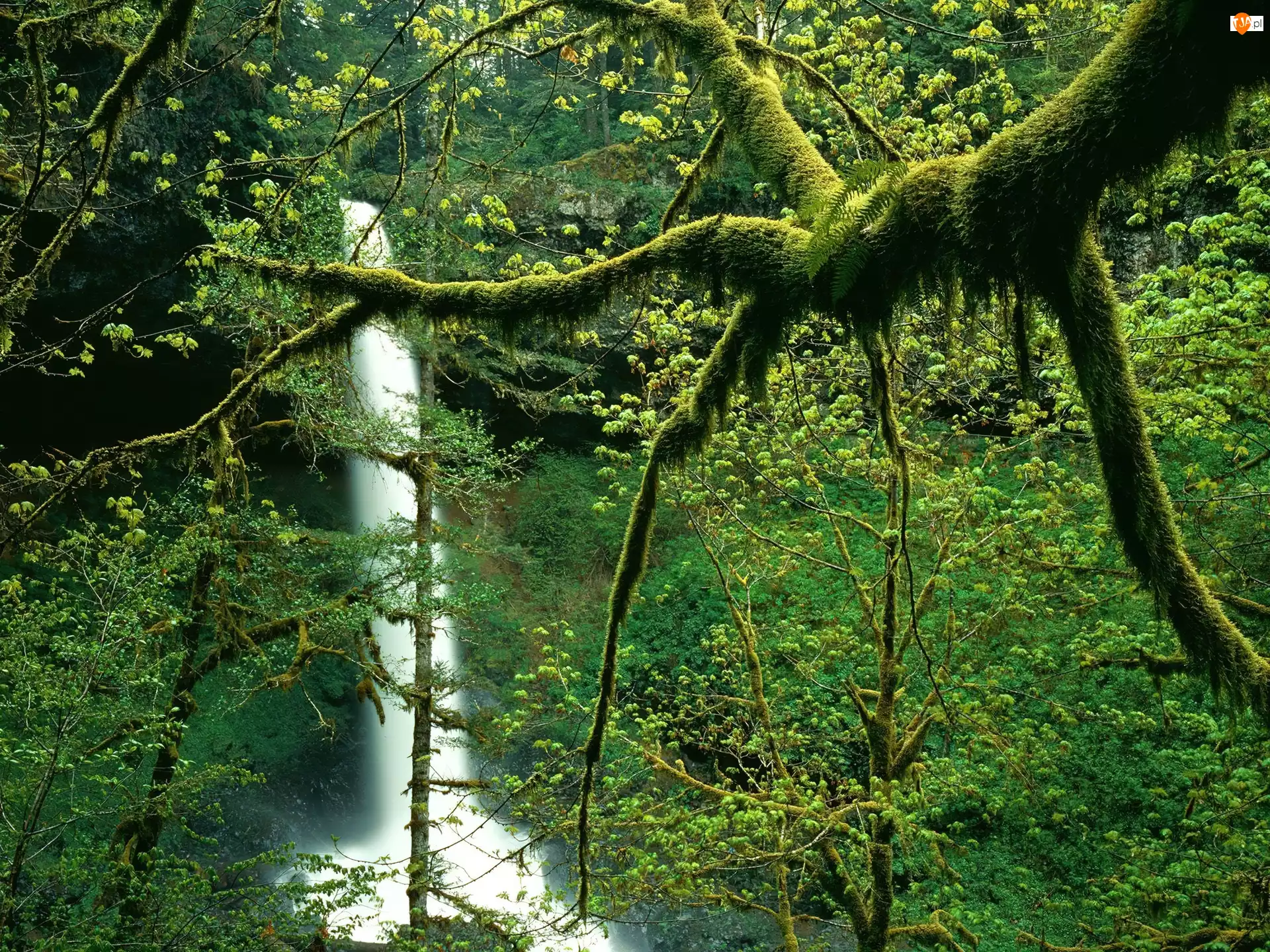 Wodospad, Roślinność, Oregon, Bujna