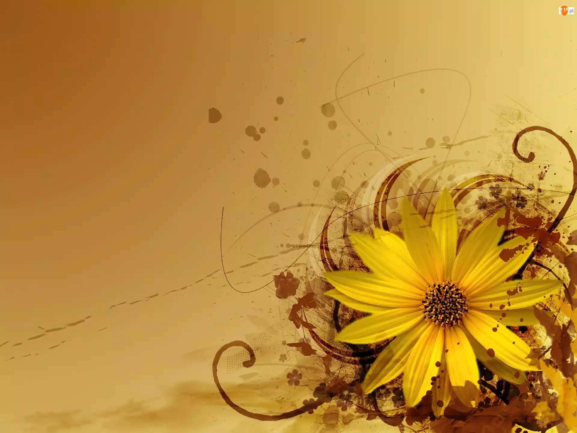 Słonecznik, Kwiat, Tekstury