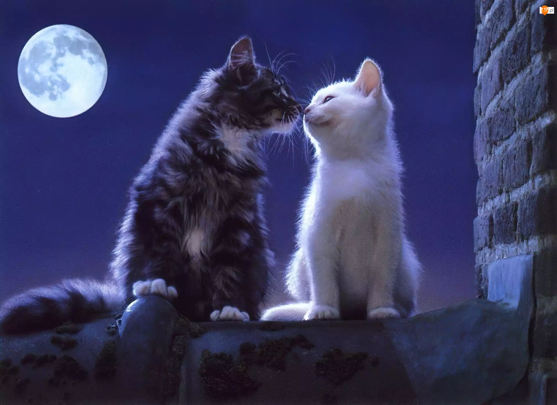 Miłość, Dwa, Pełnia, Koty, Księżyca