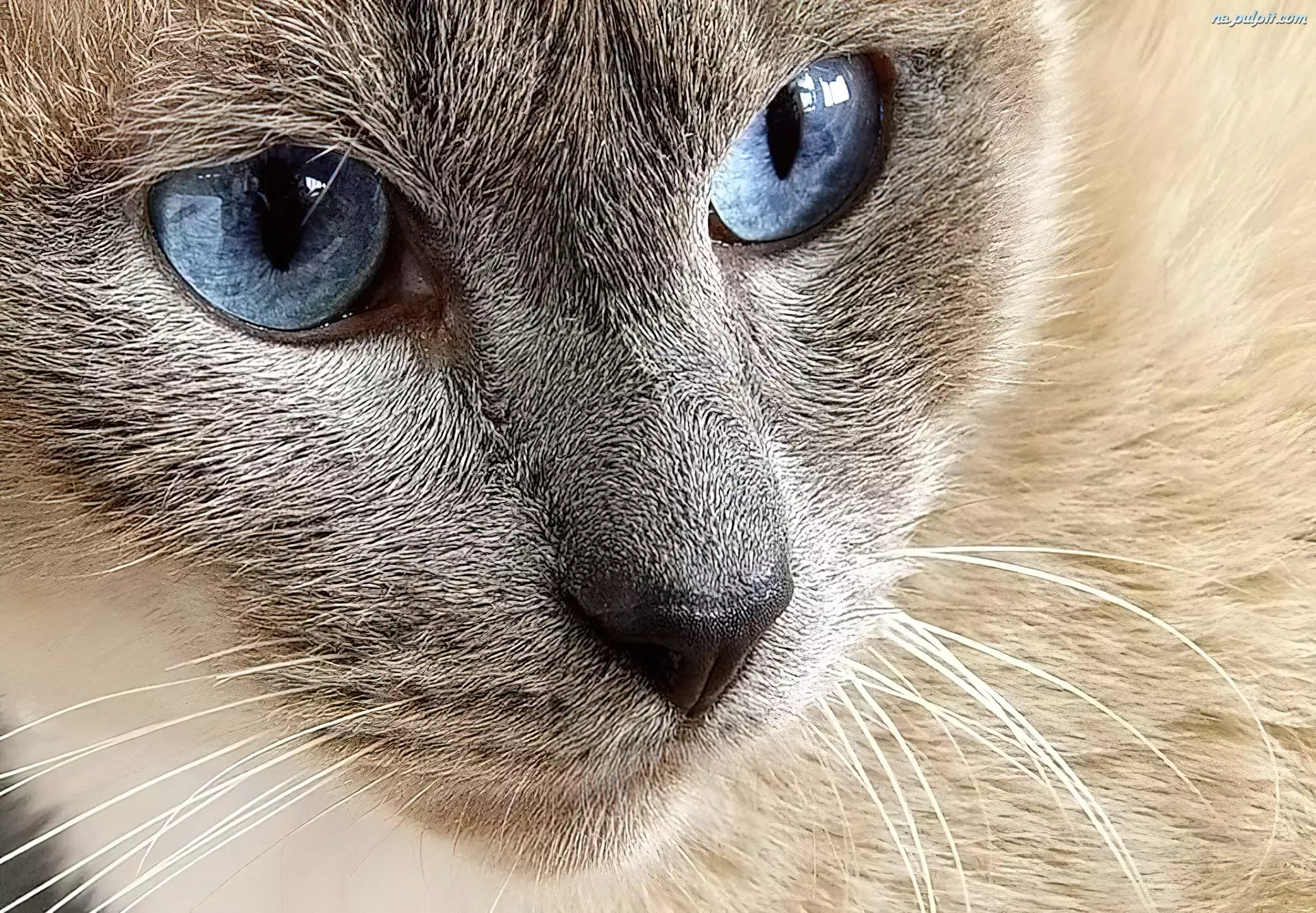 Oczy, Kot, Pyszczek, Niebieskie