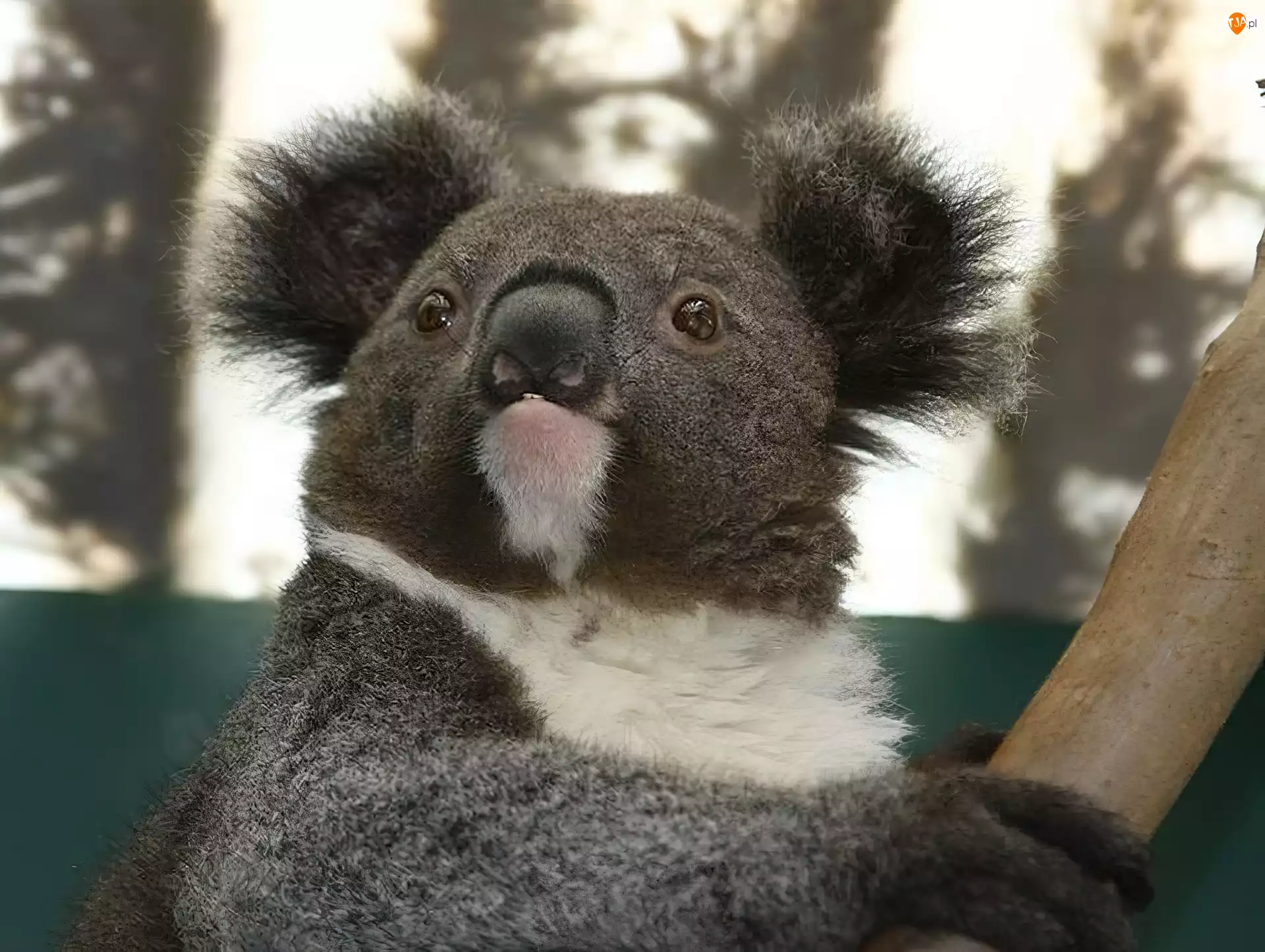 Australia, Koala
