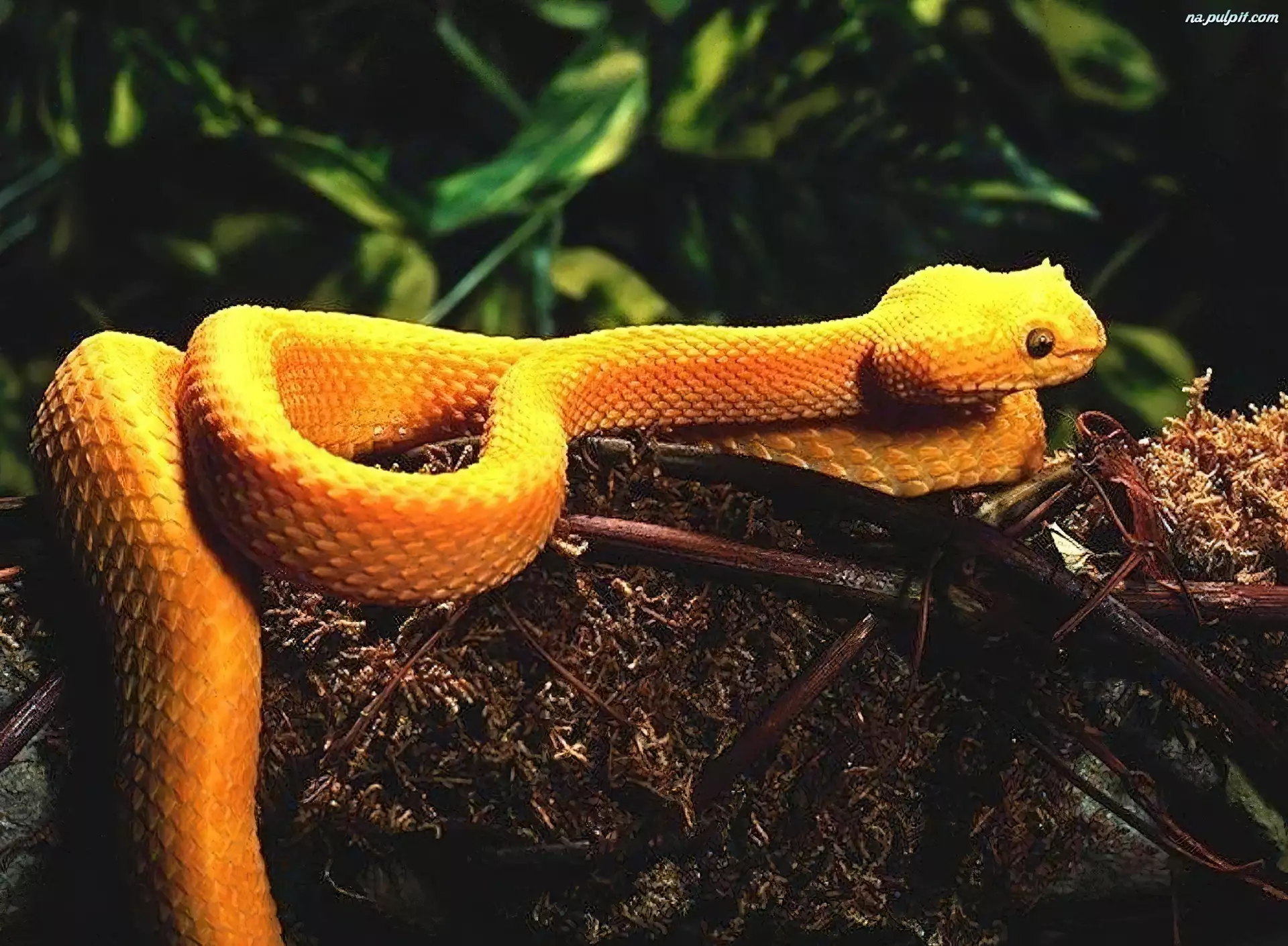 Wąż, Pomarańczowy