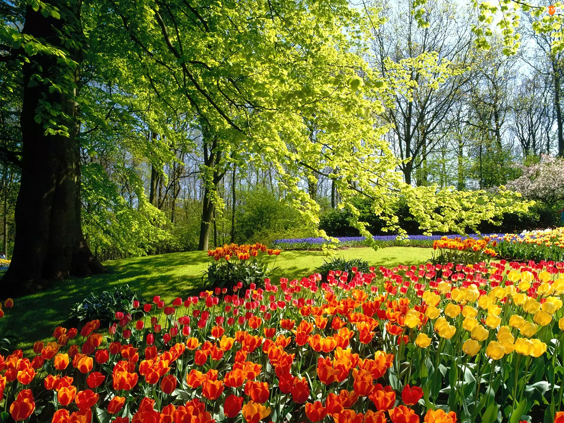 Holandia, Tulipany, Park, Drzewa