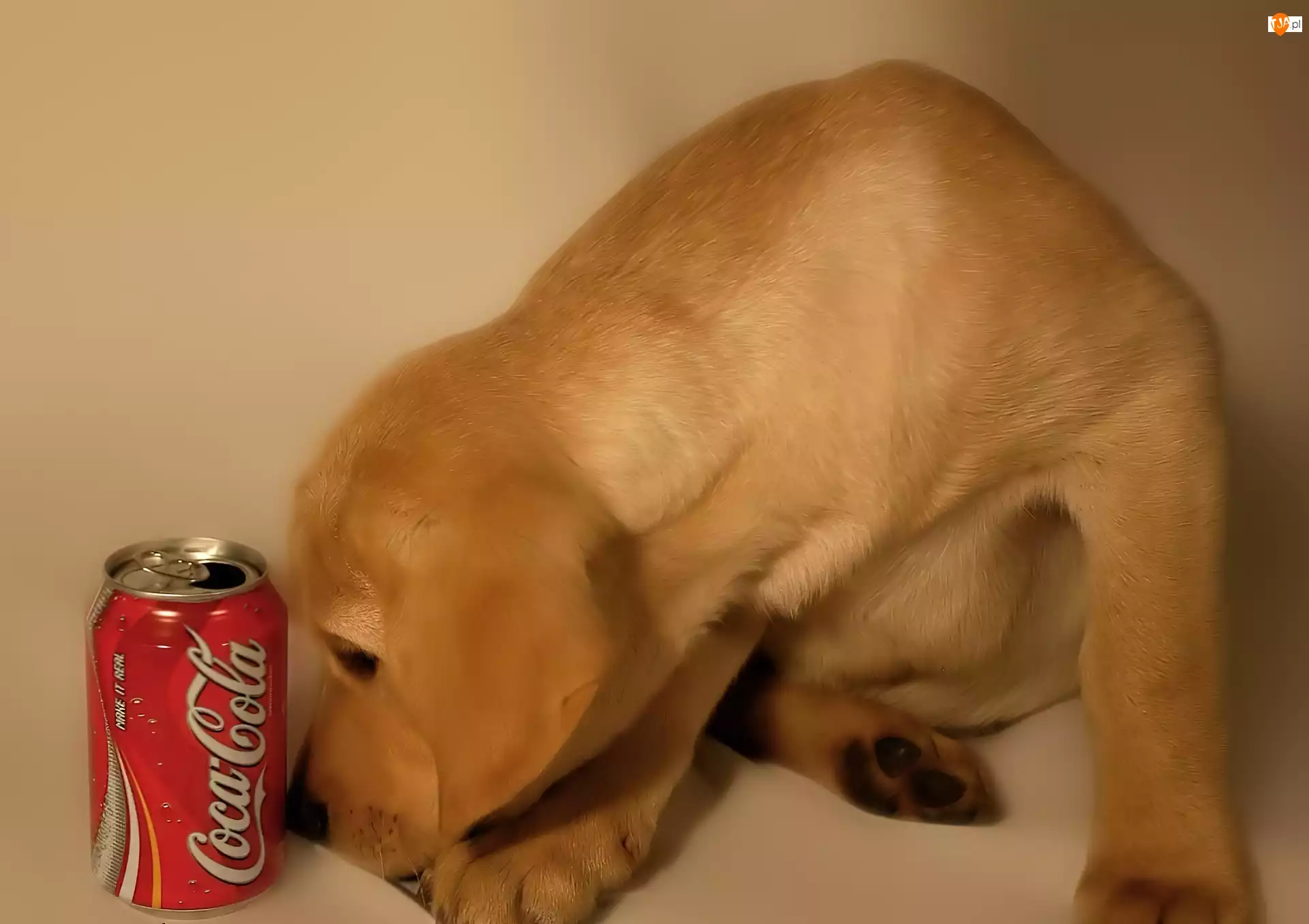 Piesek, Puszka, Coca Coli