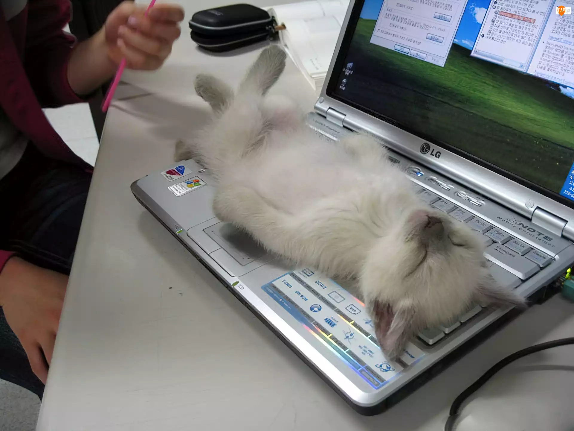 Odpoczynek, Kot, Klawiatura, Laptop