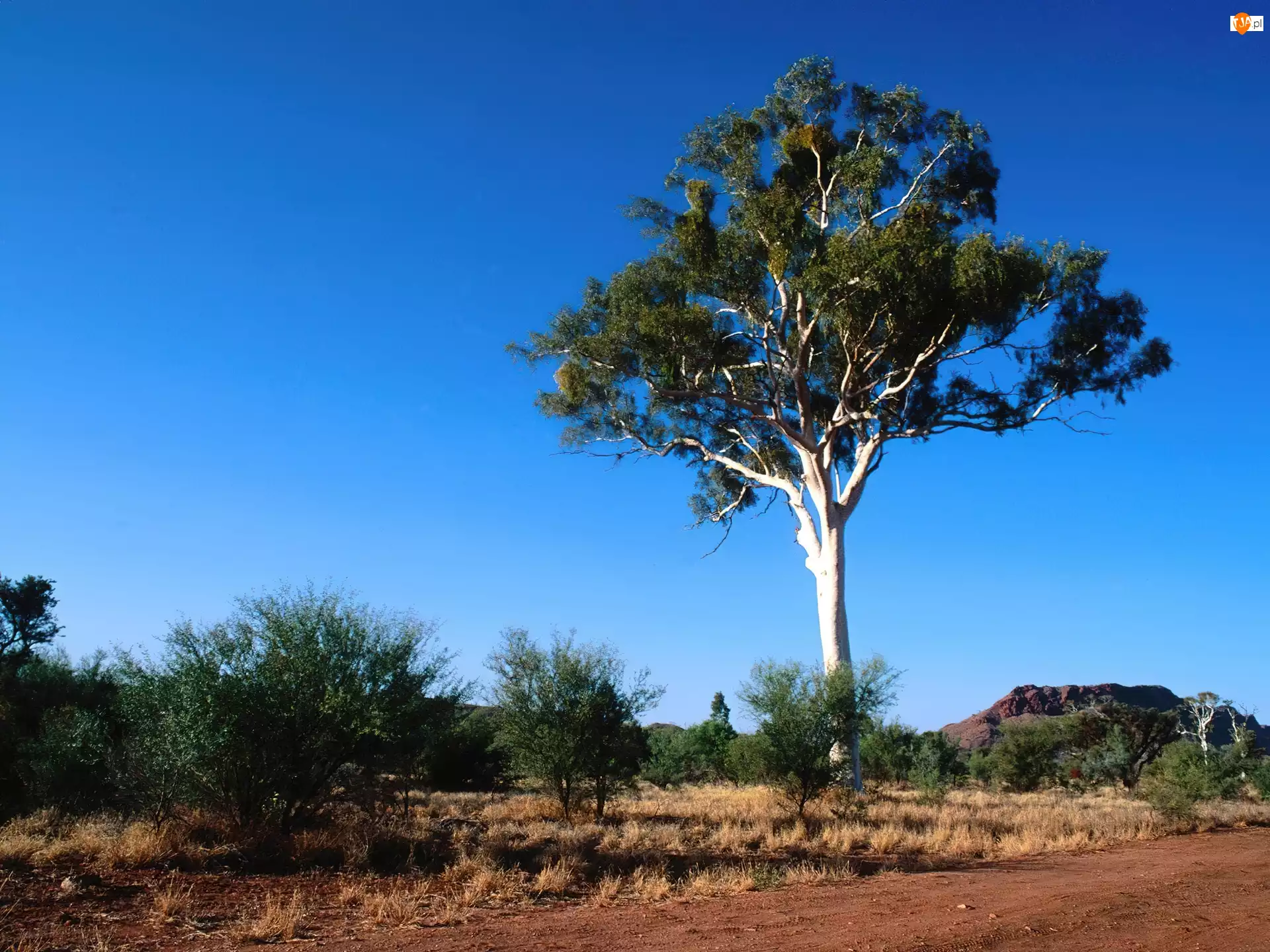 Drzewo, Australia, Krajobraz, Pustynny