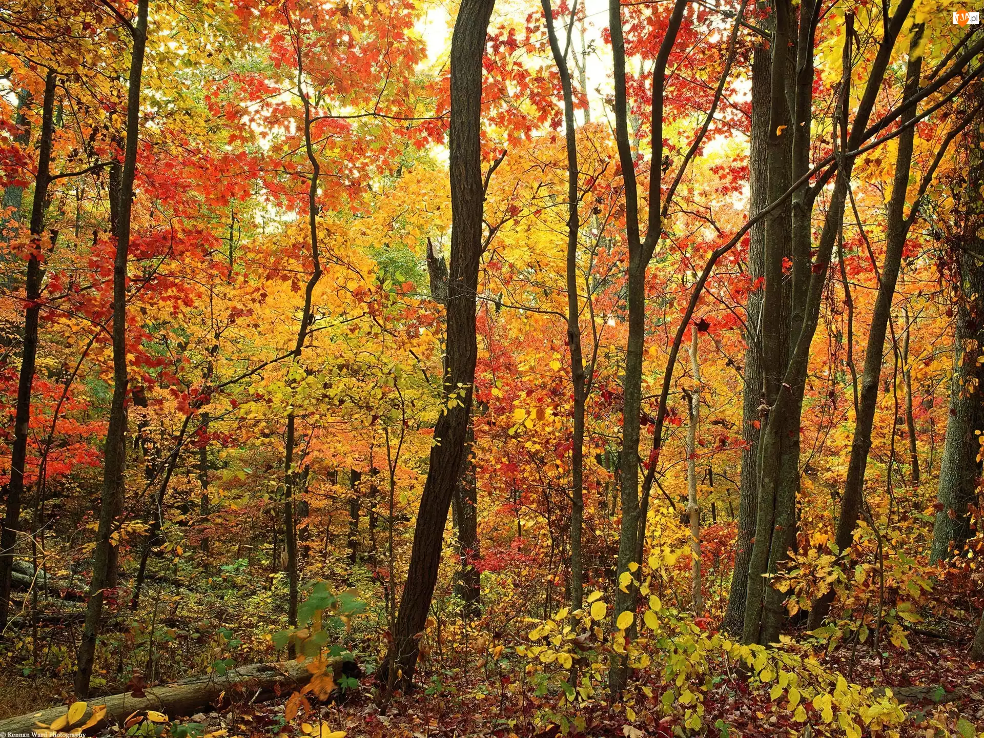 Las, Kolorowy, Jesienny