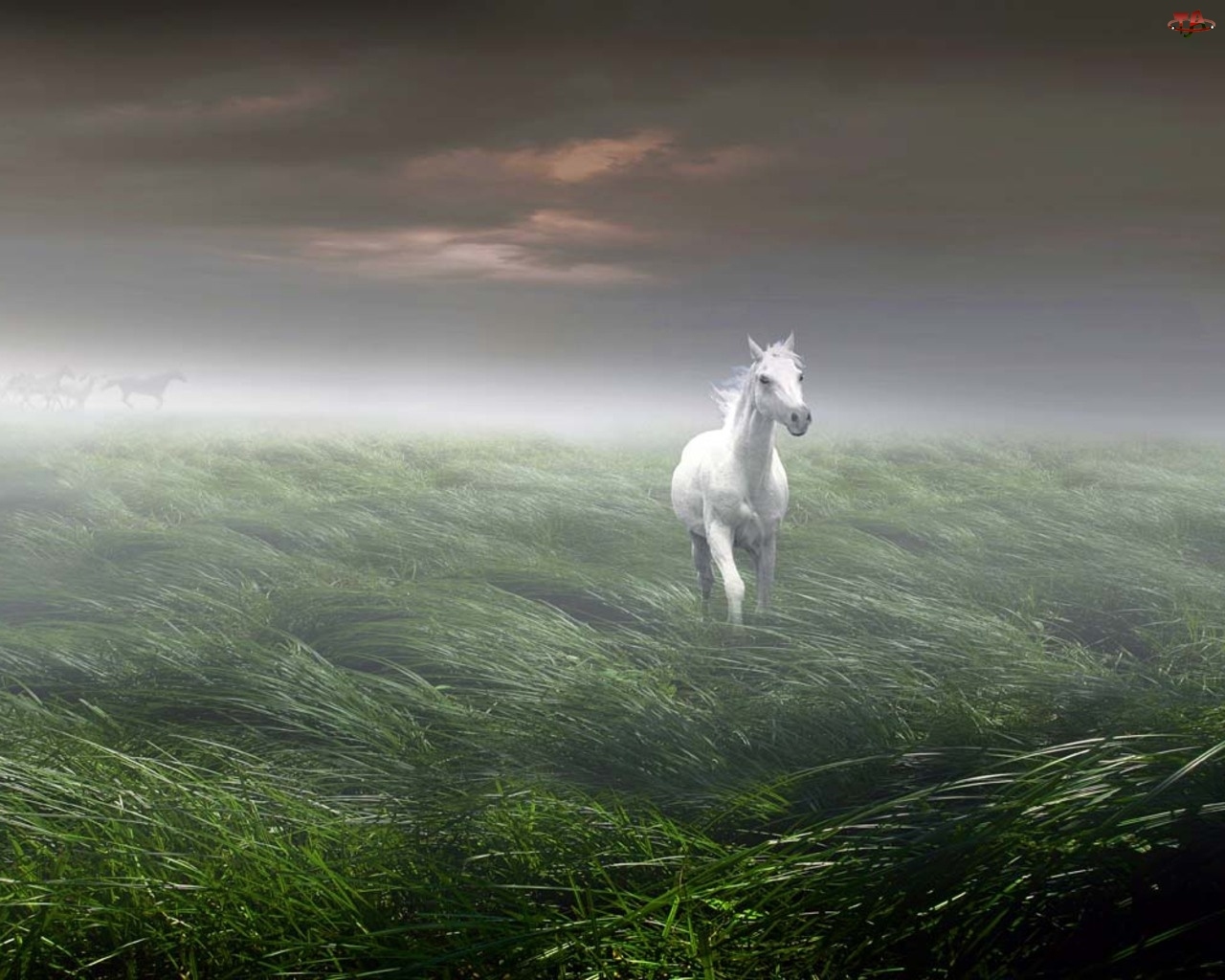Mgła, Biały, Koń