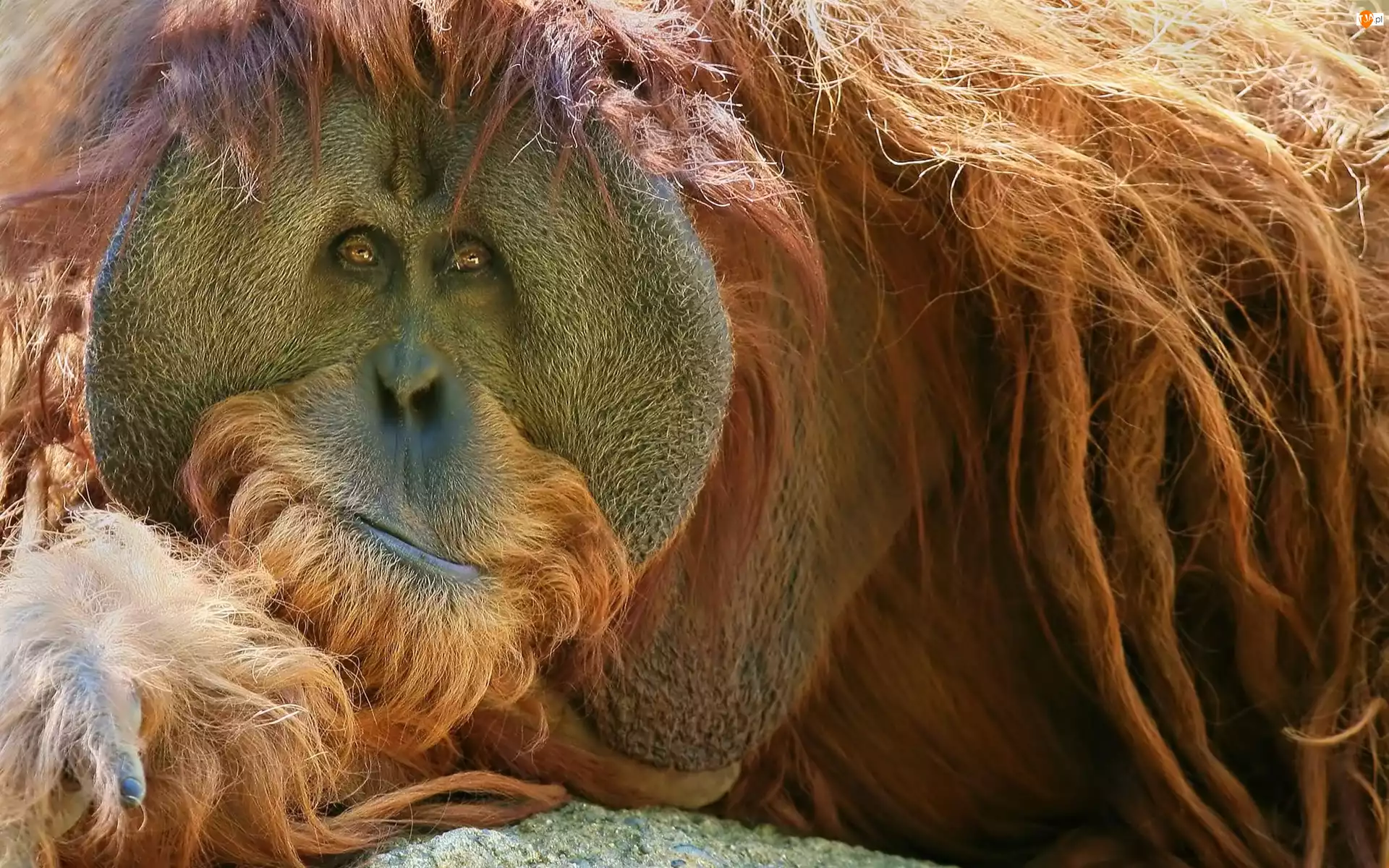 Orangutan, Rudy