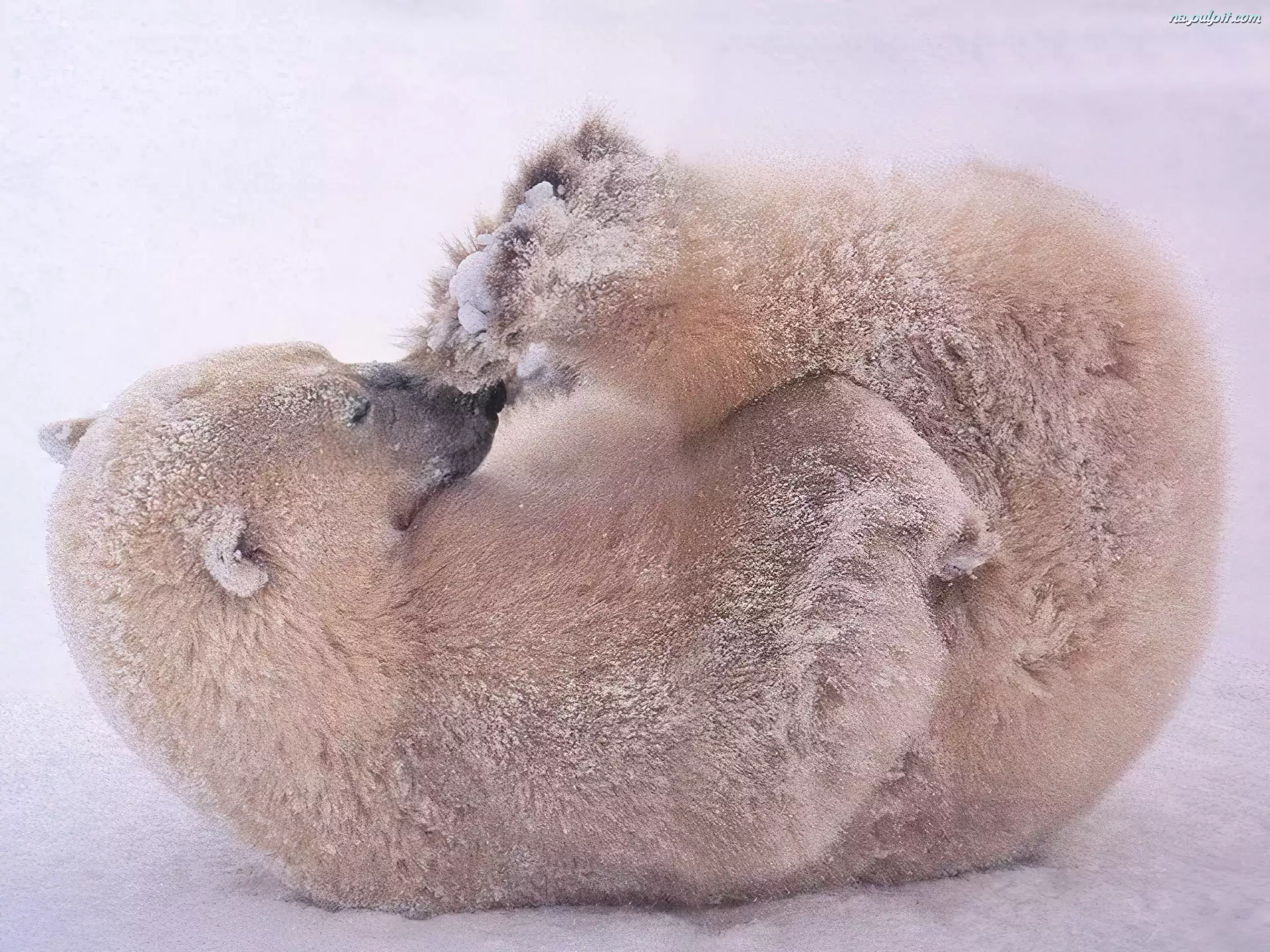 Śnieg, Niedźwiadek, Polarny