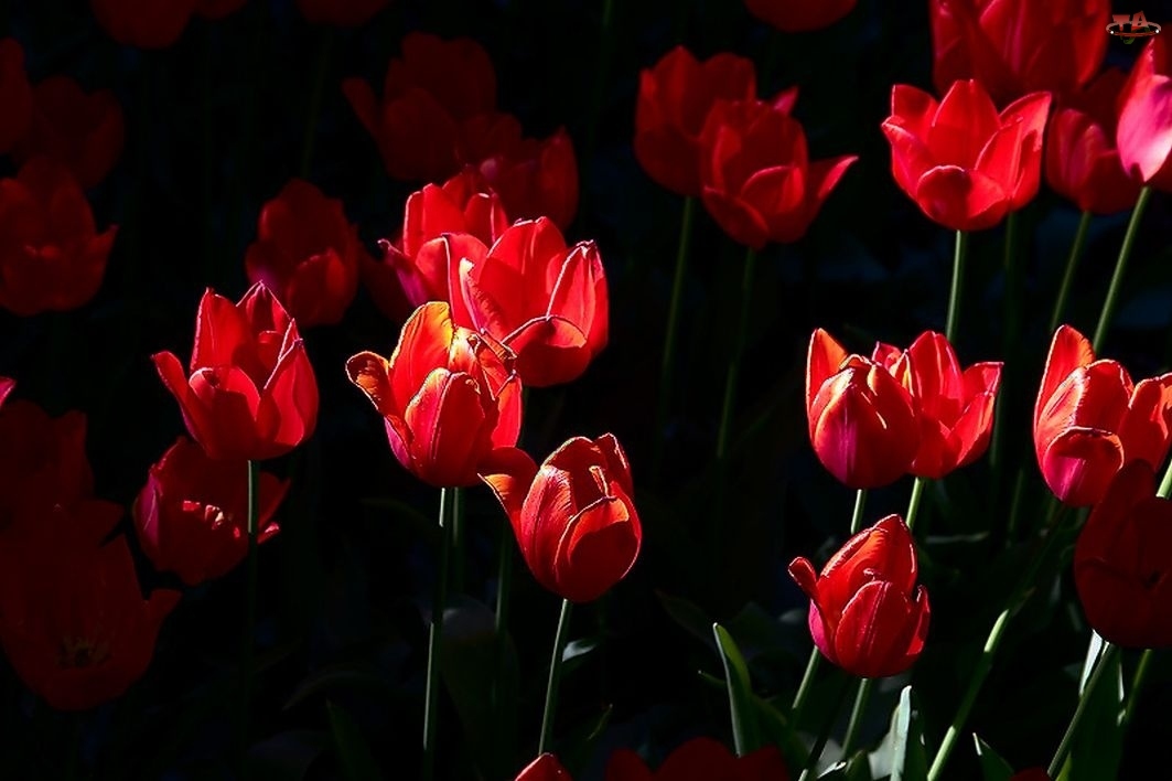 Tulipany, Kwiaty, Czerwone