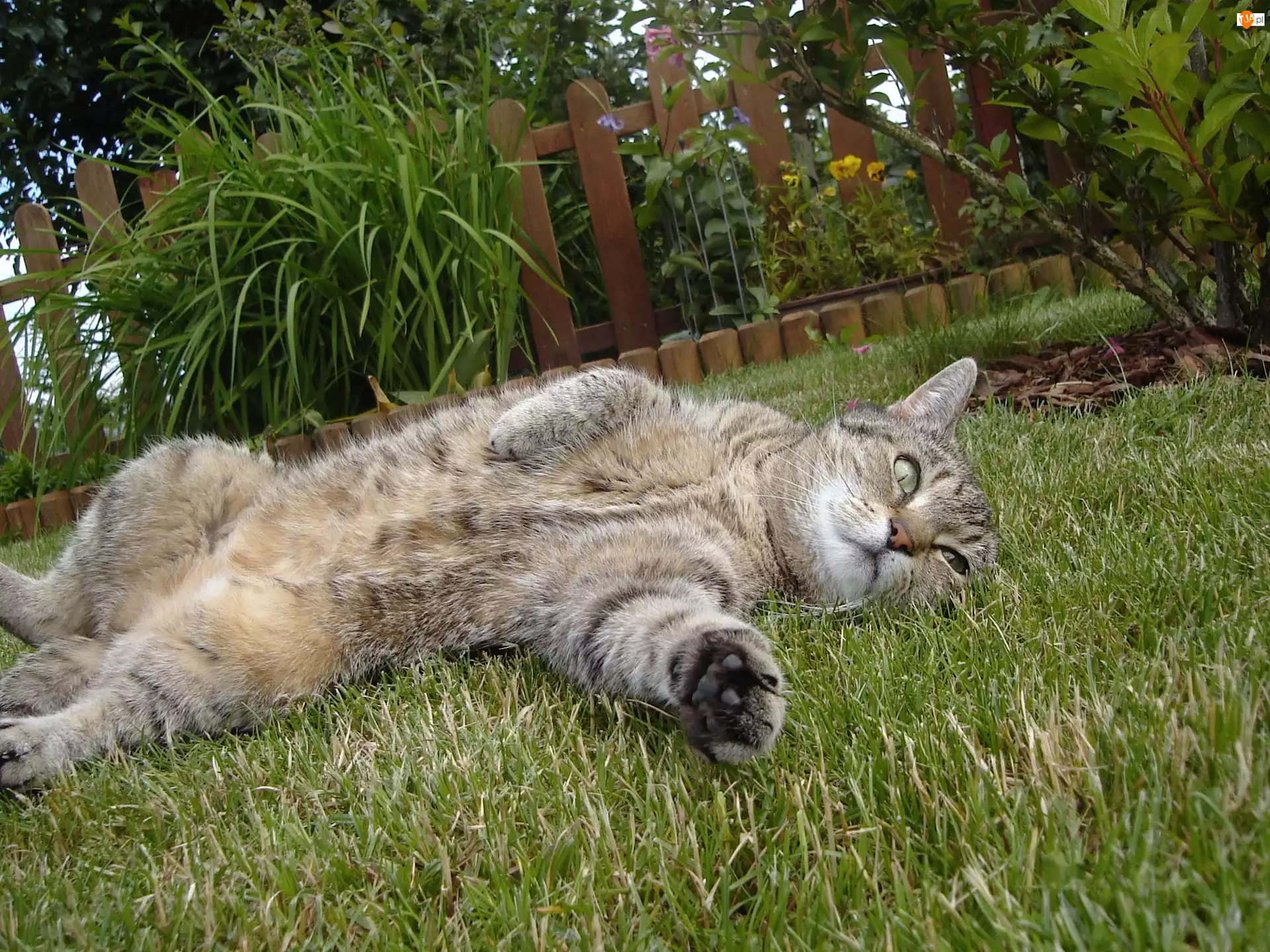 Trawnik, Kot