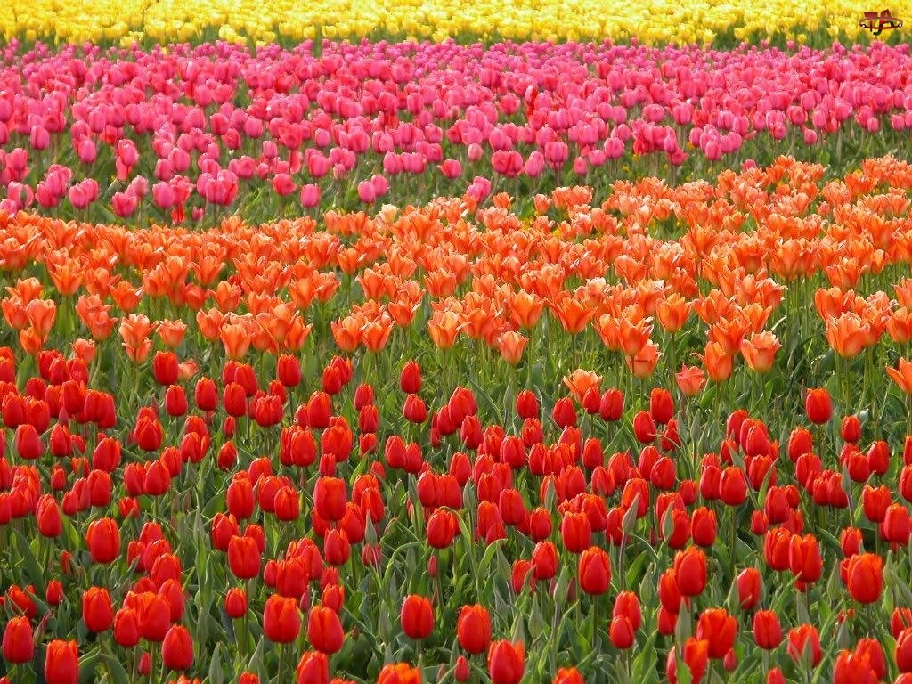 Tulipanów, Kolorowe, Rzędy