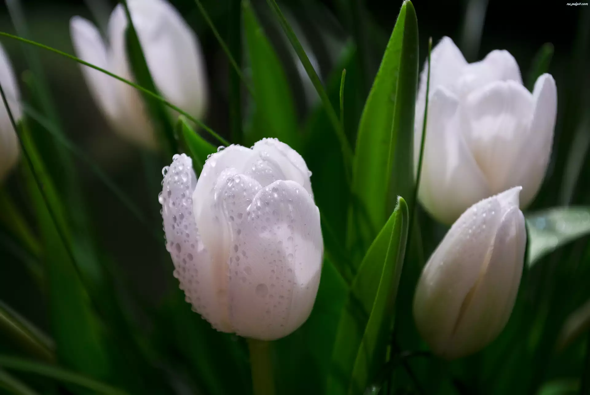 Białe, Liście, Tulipany, Zielone