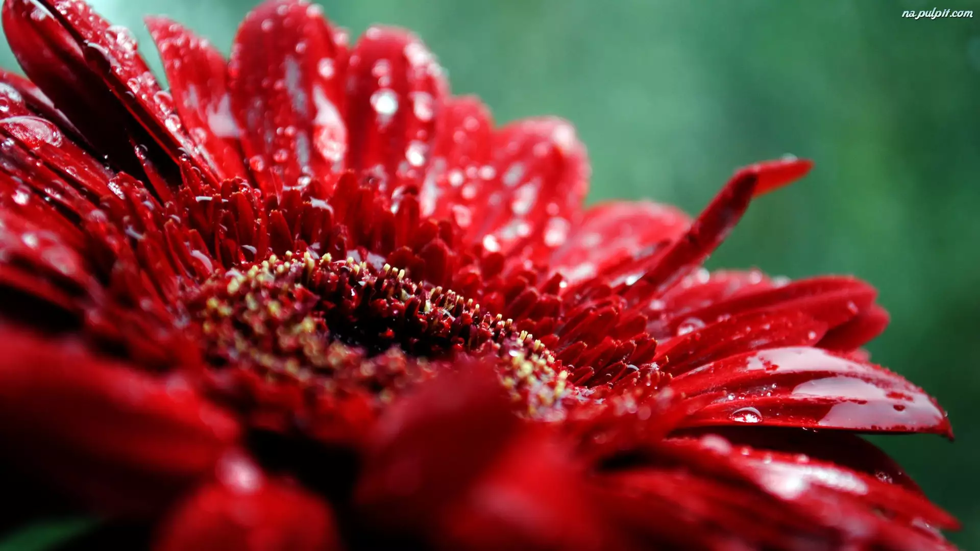 Kwiat, Czerwony