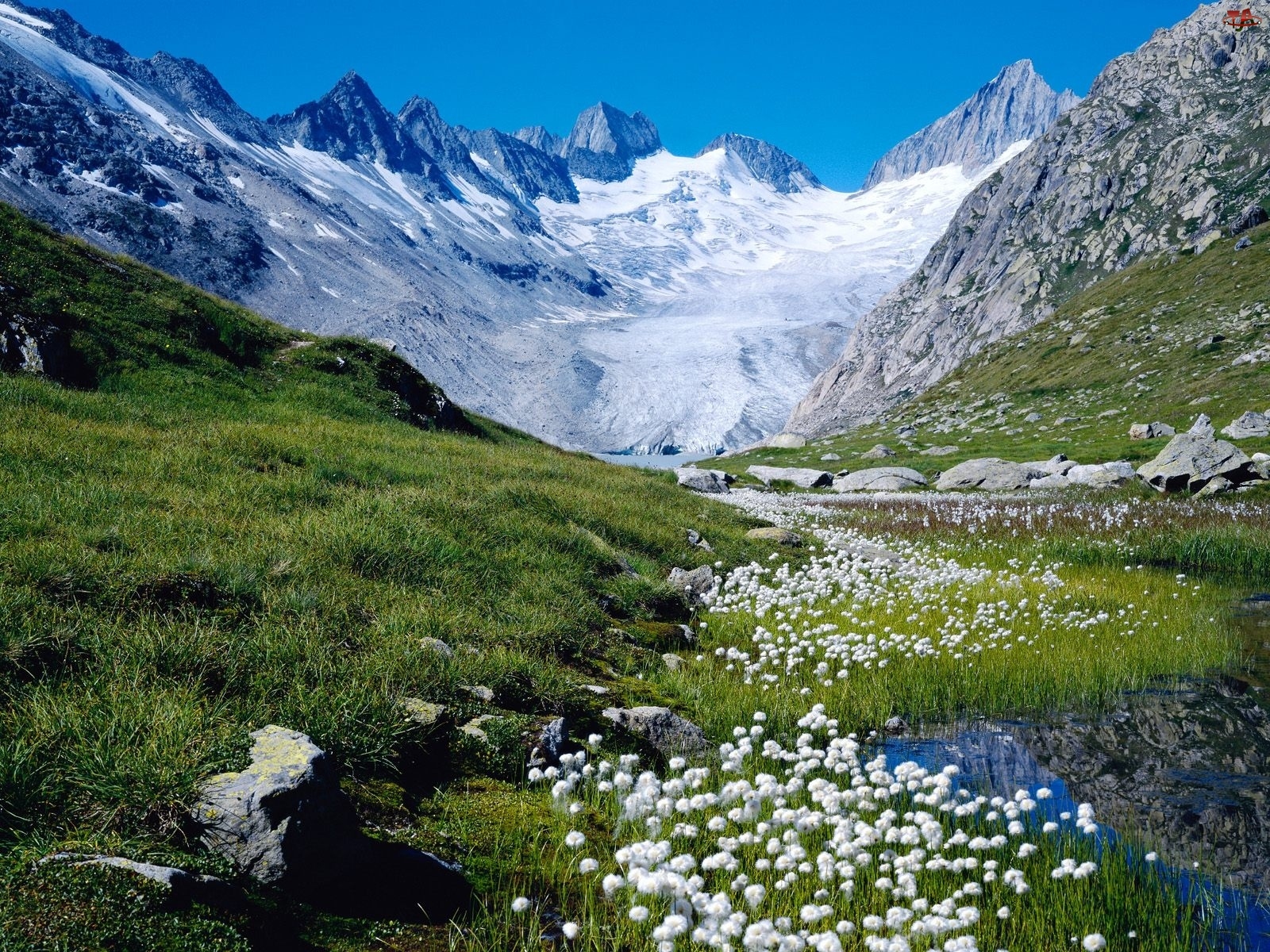 Gór, Kwiaty, Wzgórza, Wiosna, Szczyty, Alpy Szwajcarskie