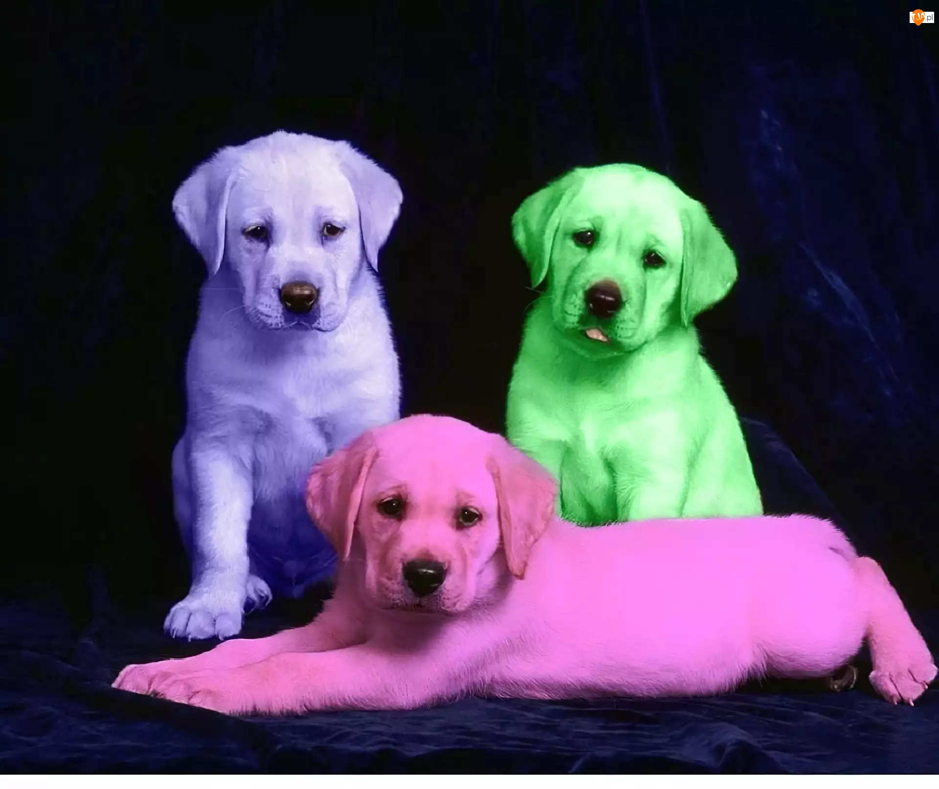 Retrievery, Kolorowe, Labradory