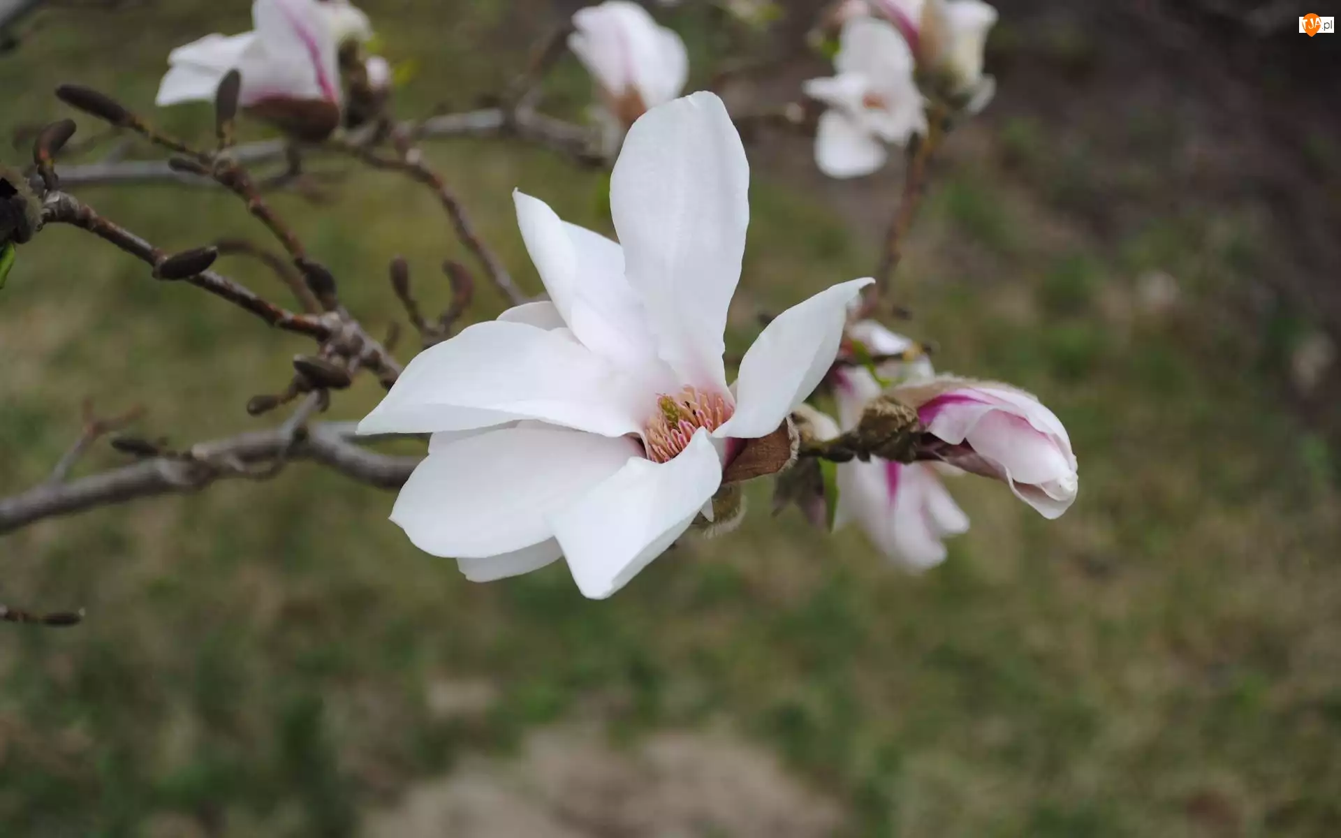 Magnolii, Białe, Kwiaty