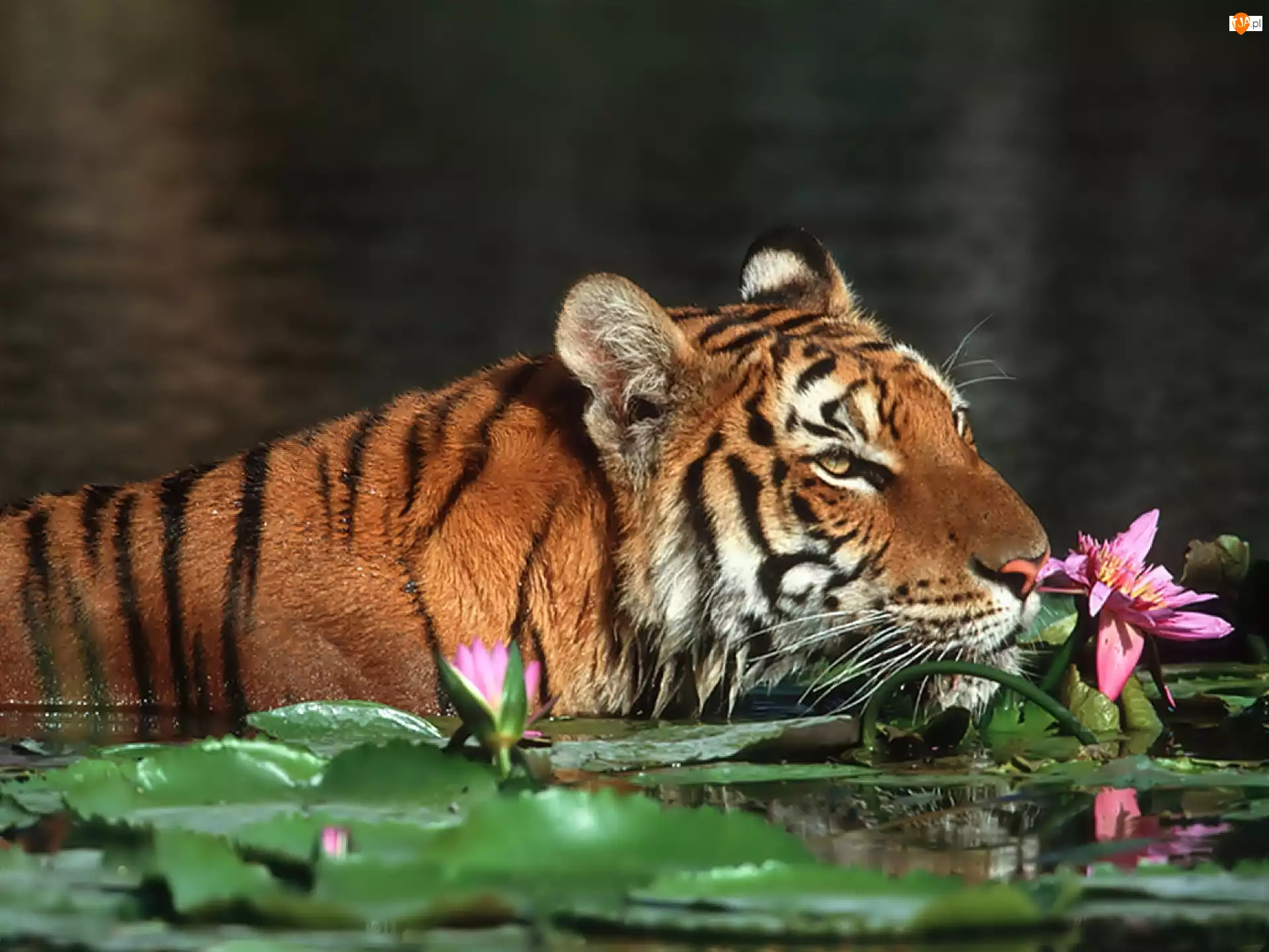 Woda, Tygrys, Kwiaty