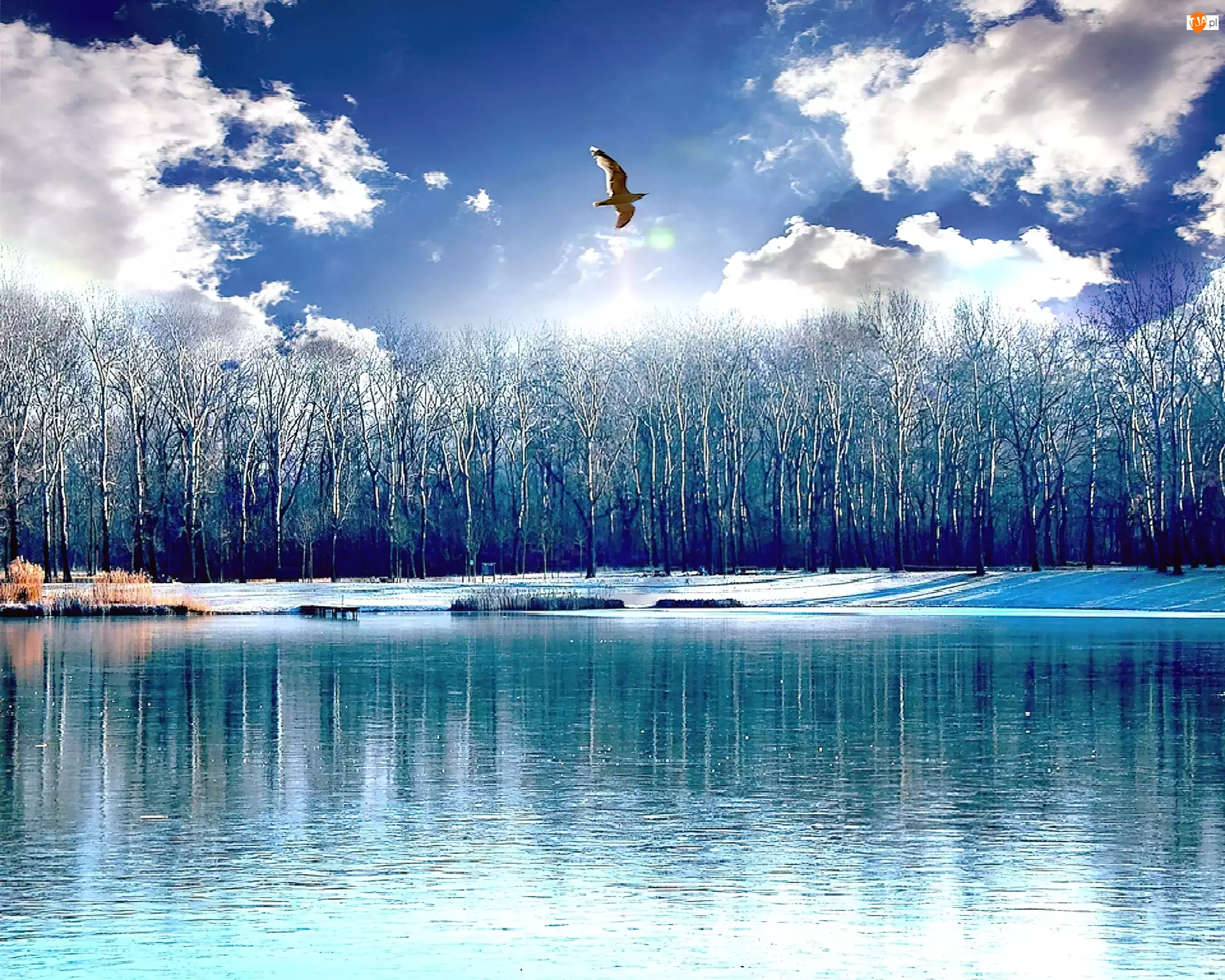Ptak, Niebo, Chmury, Jezioro