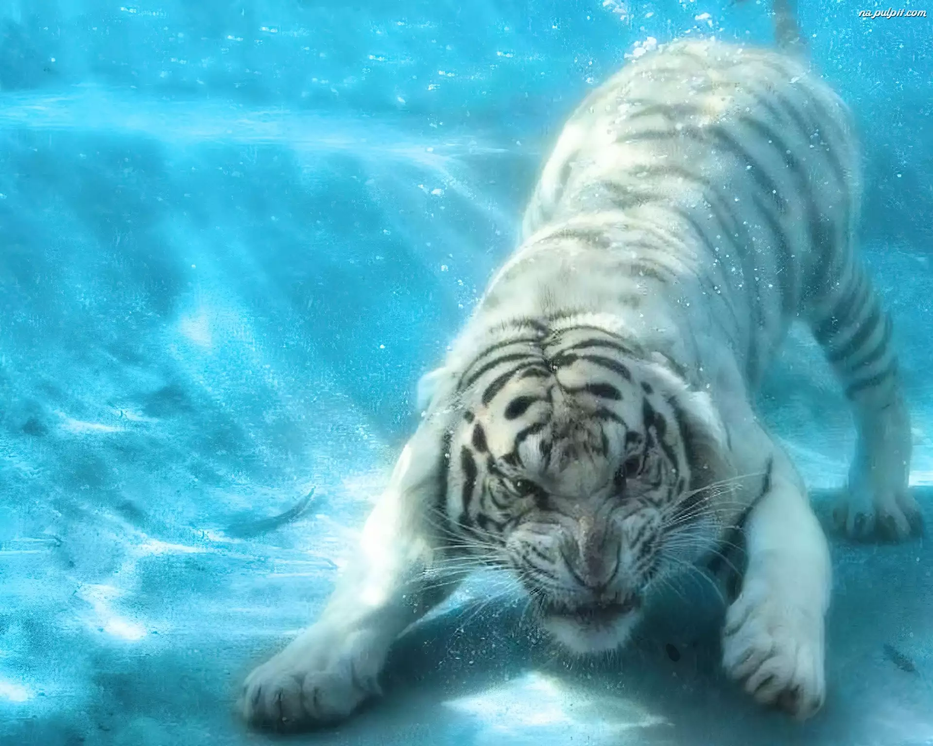 Woda, Biały, Tygrys
