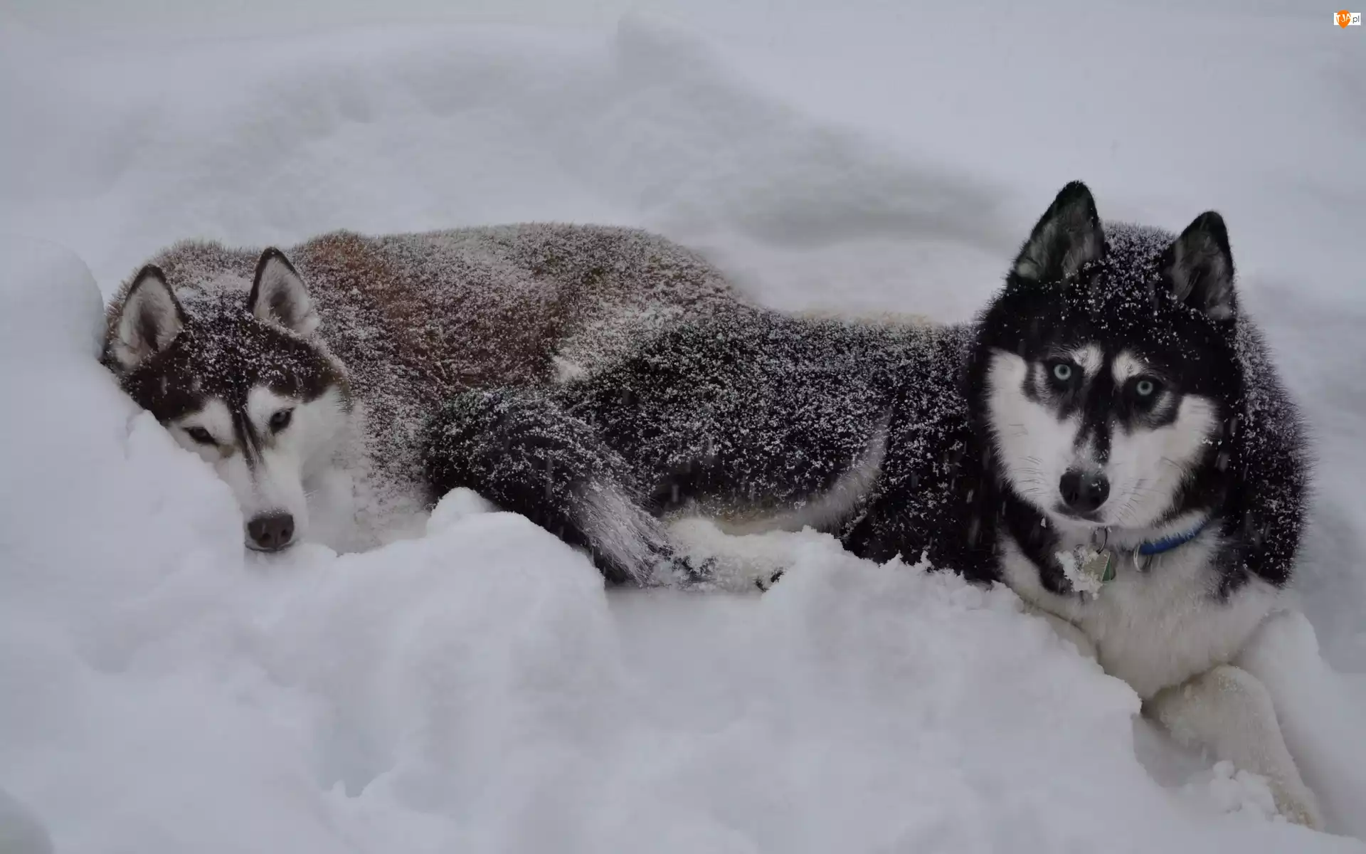 Zima, Siberian Husky, Psy, Śnieg